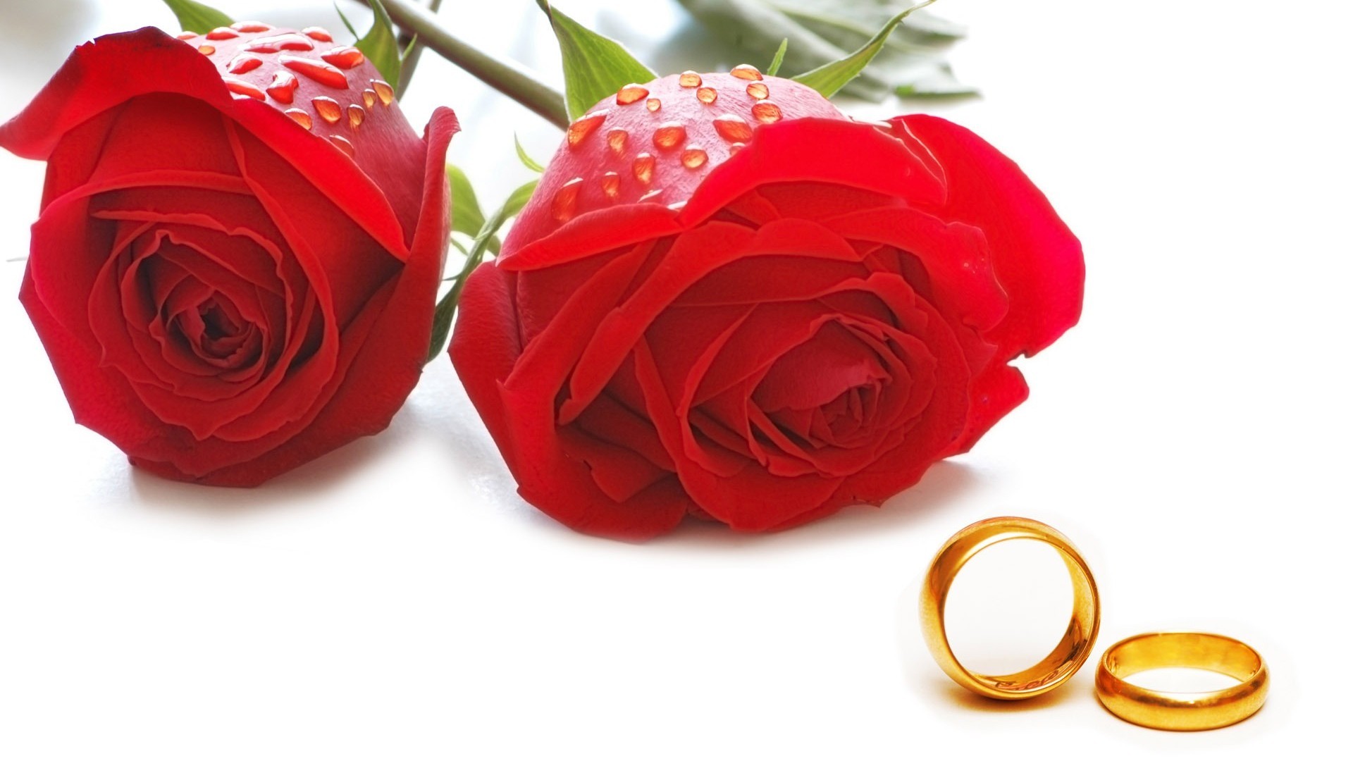 Rose rosse, Fedi nuziali, Sfondo bianco, Amore, 16:9 Full HD, wallpaper widescreen