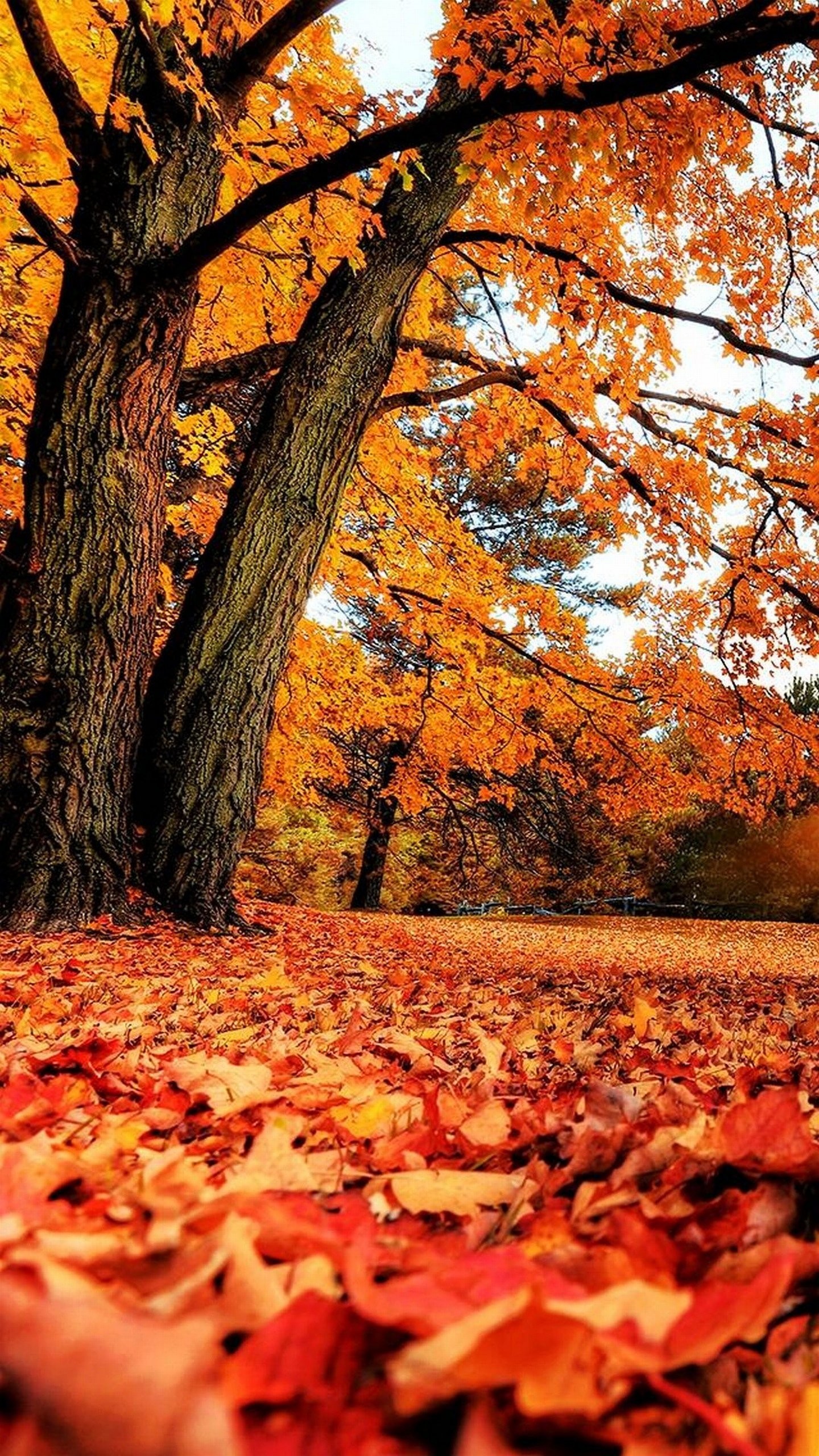 Alberi, Foglie cadute, Parco, sfondo per iPhone e Android