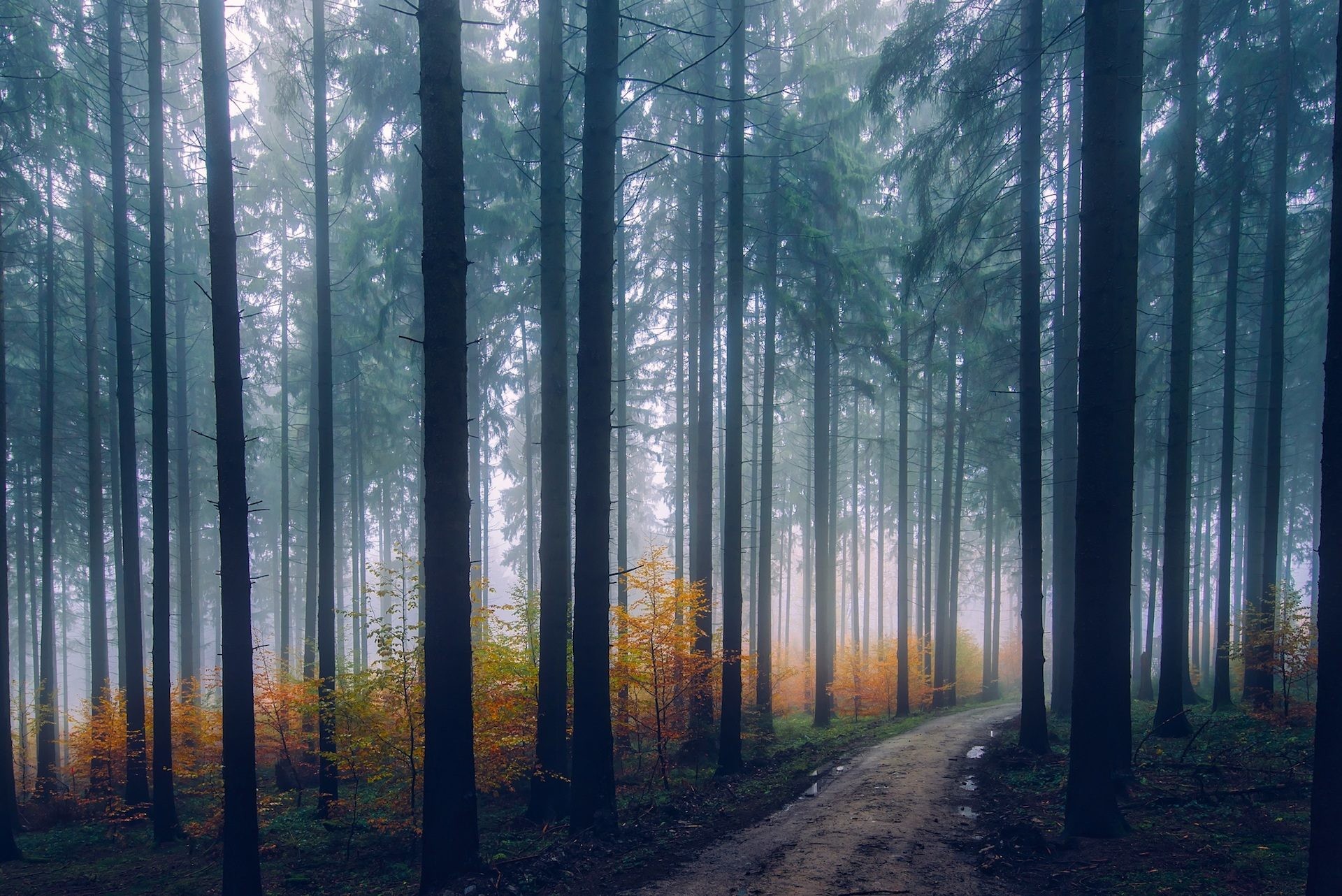 Foresta, Pini, Nebbia, Sentiero, Autunno, Full HD, sfondo Windows 11