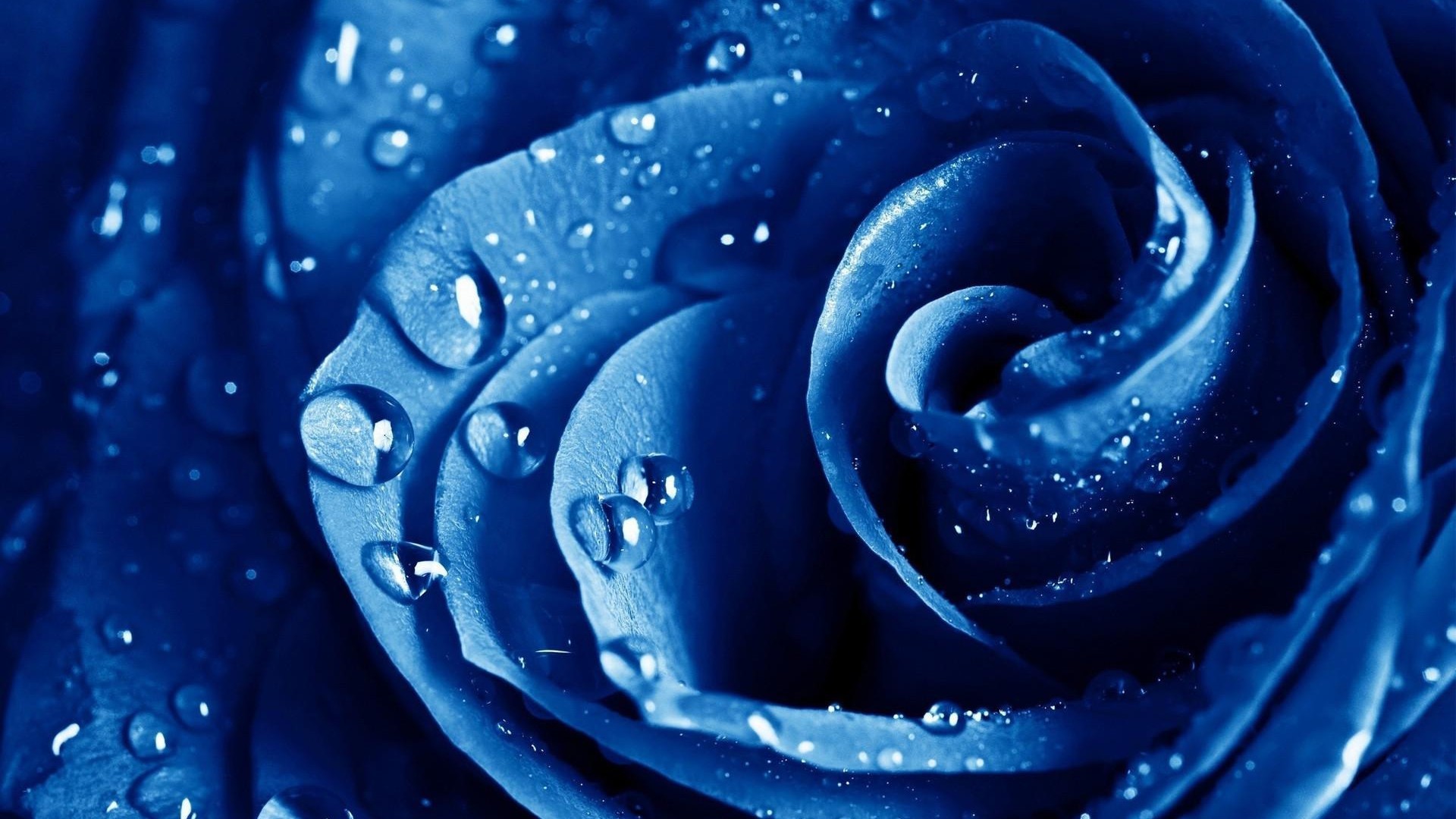 Rosa blu, Gocce d'acqua, Macro, 1920x1080, sfondo per PC