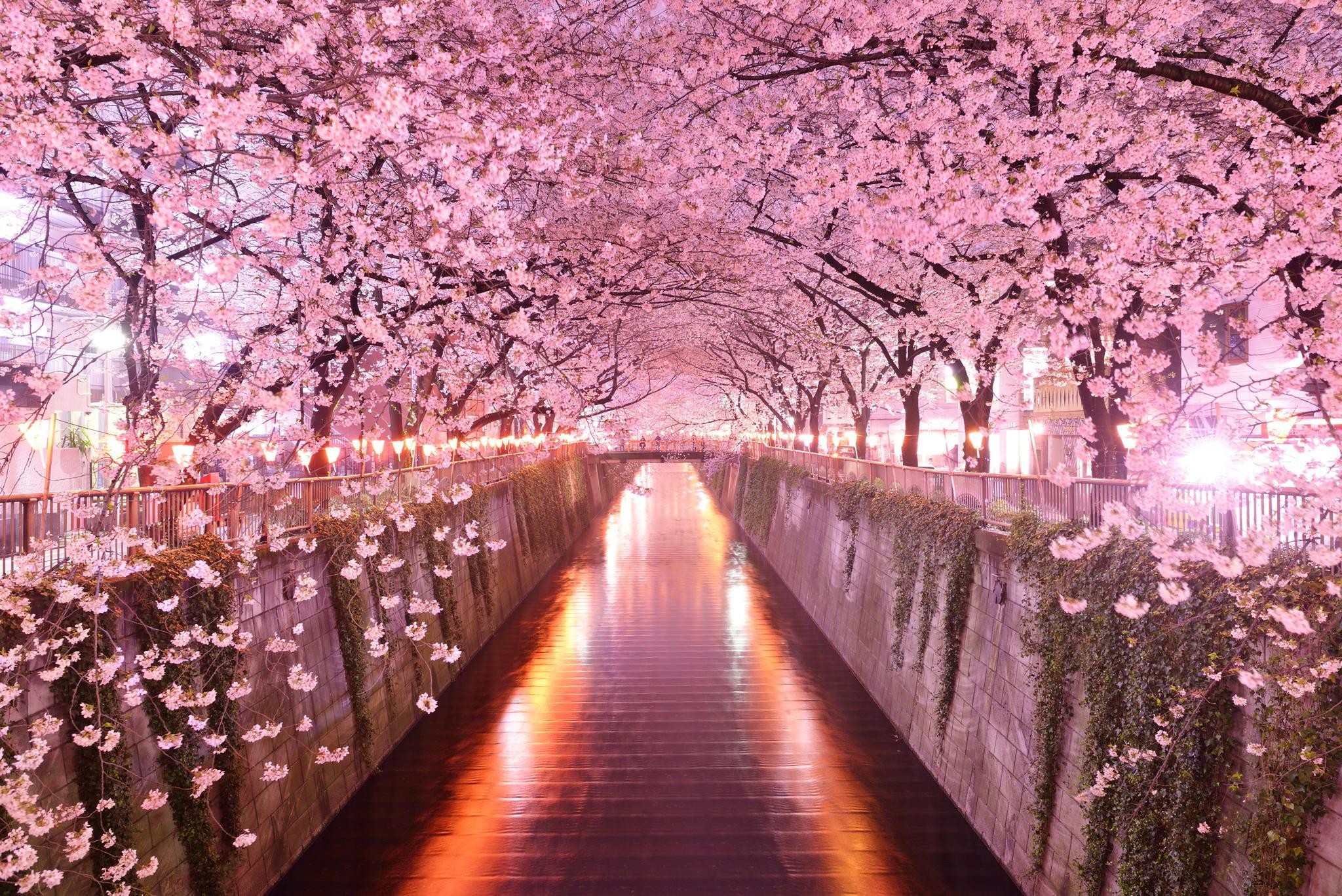 Fiume Meguro, Fiori di ciliegio, Sakura, Canale, Notte, Full HD, wallpaper per PC