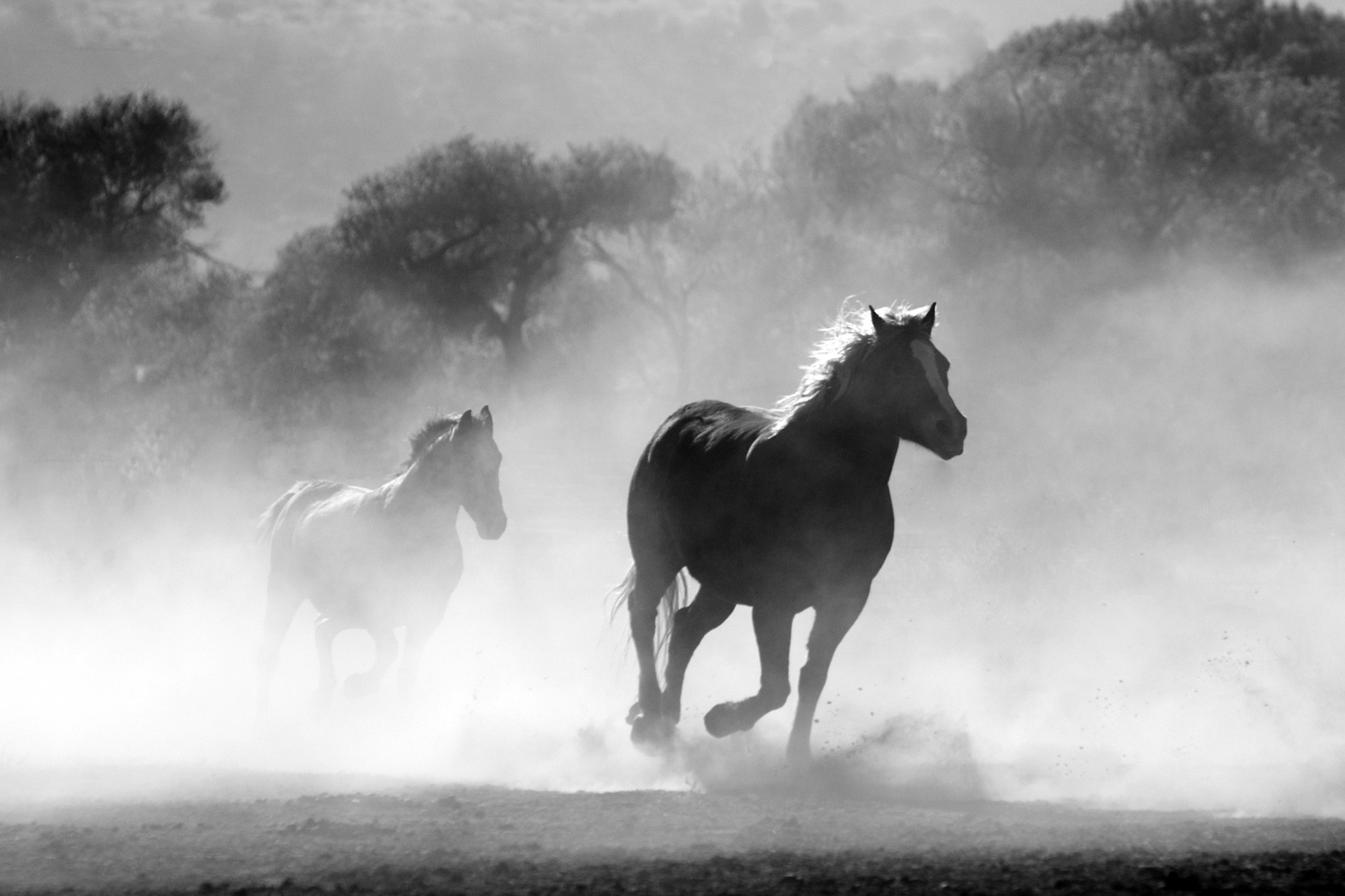 Cavalli, Galoppo, Nebbia, Bianco e nero, Full HD, sfondo Windows 11