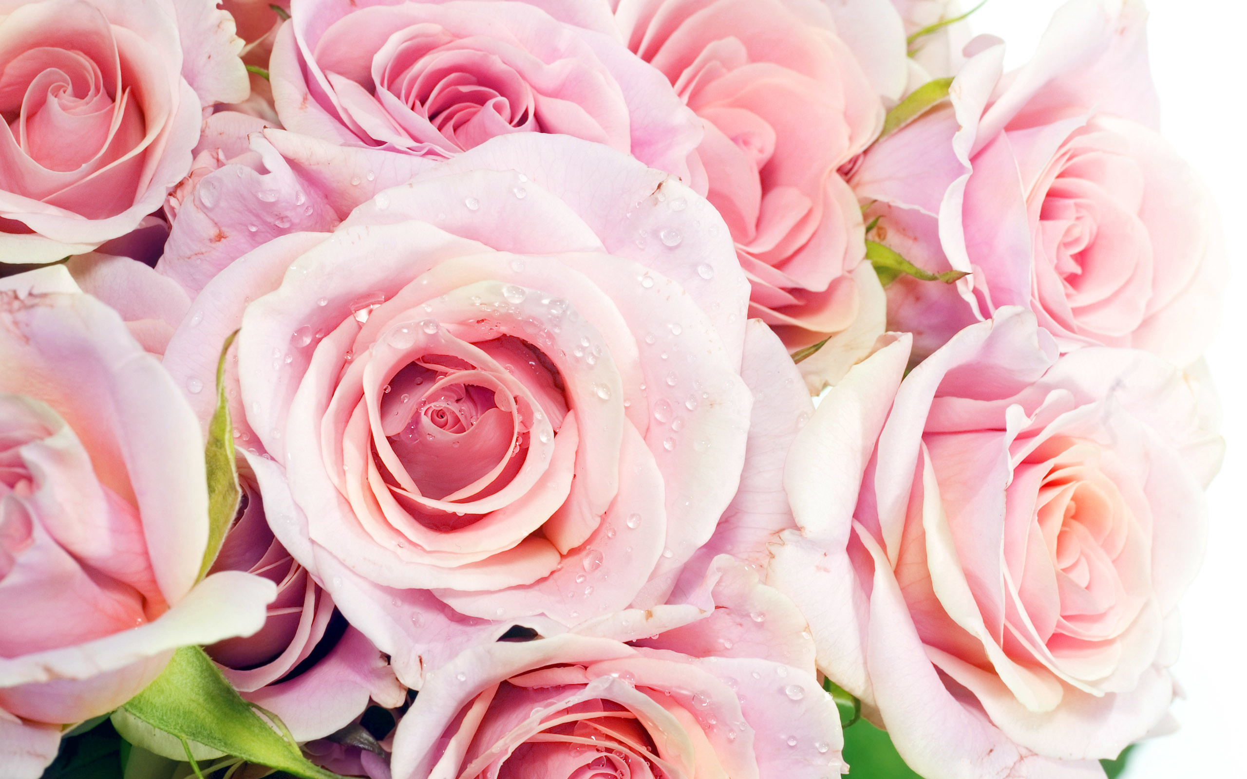 Rose rosa chiaro, Bouquet, Pastello, 2K, sfondo desktop