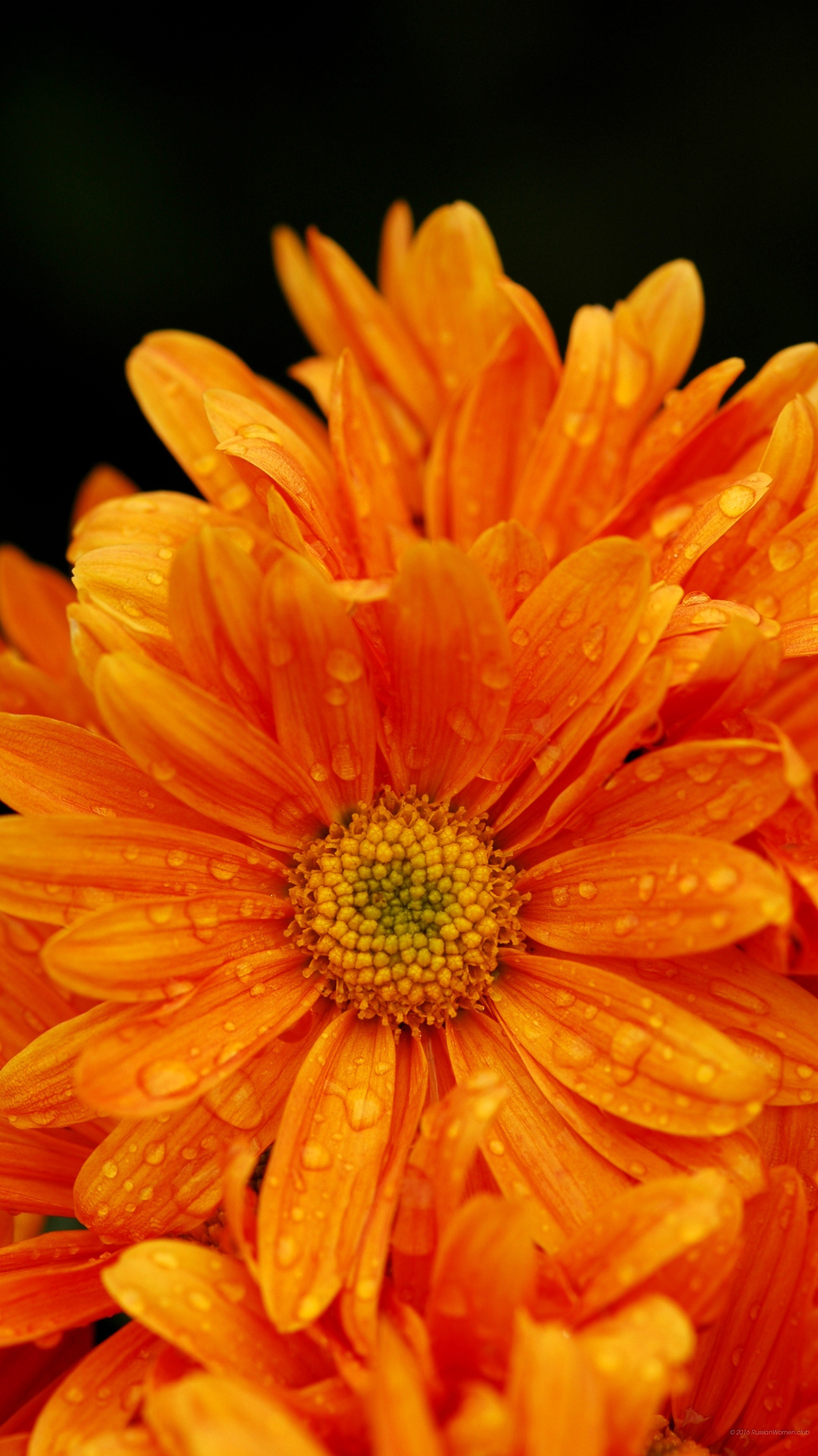 Gerbera arancione, Fiore, Gocce d'acqua, QHD+, schermata di blocco del cellulare