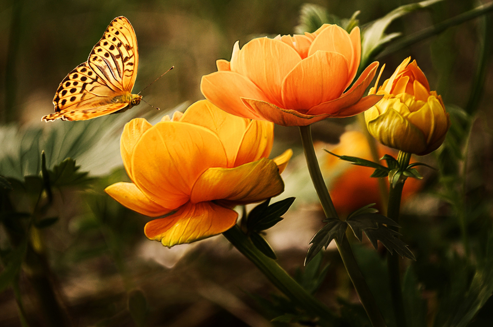 Farfalla, Fiori arancioni, Trollius, Natura, Full HD, sfondo per PC