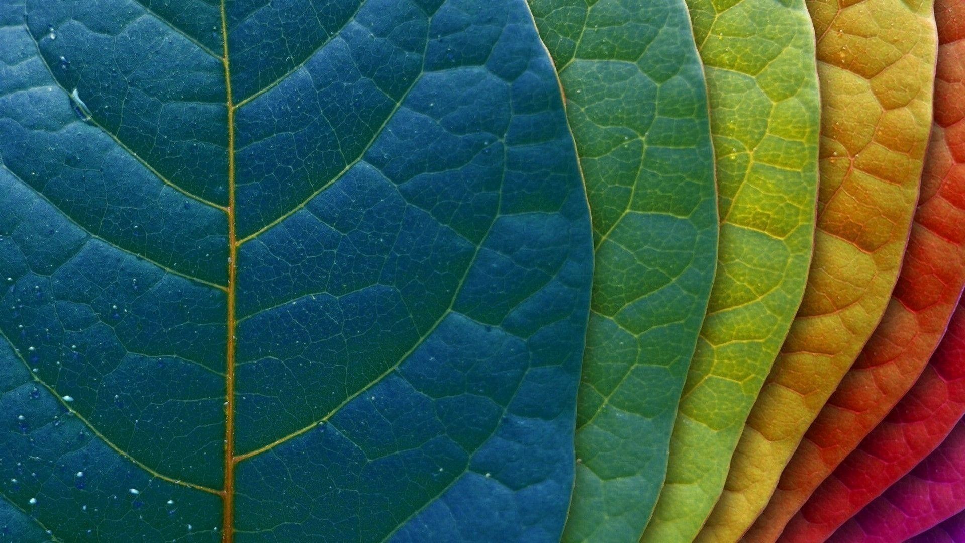 Foglie, Venature, Gradiente, Macro, sfondo iMac Full HD