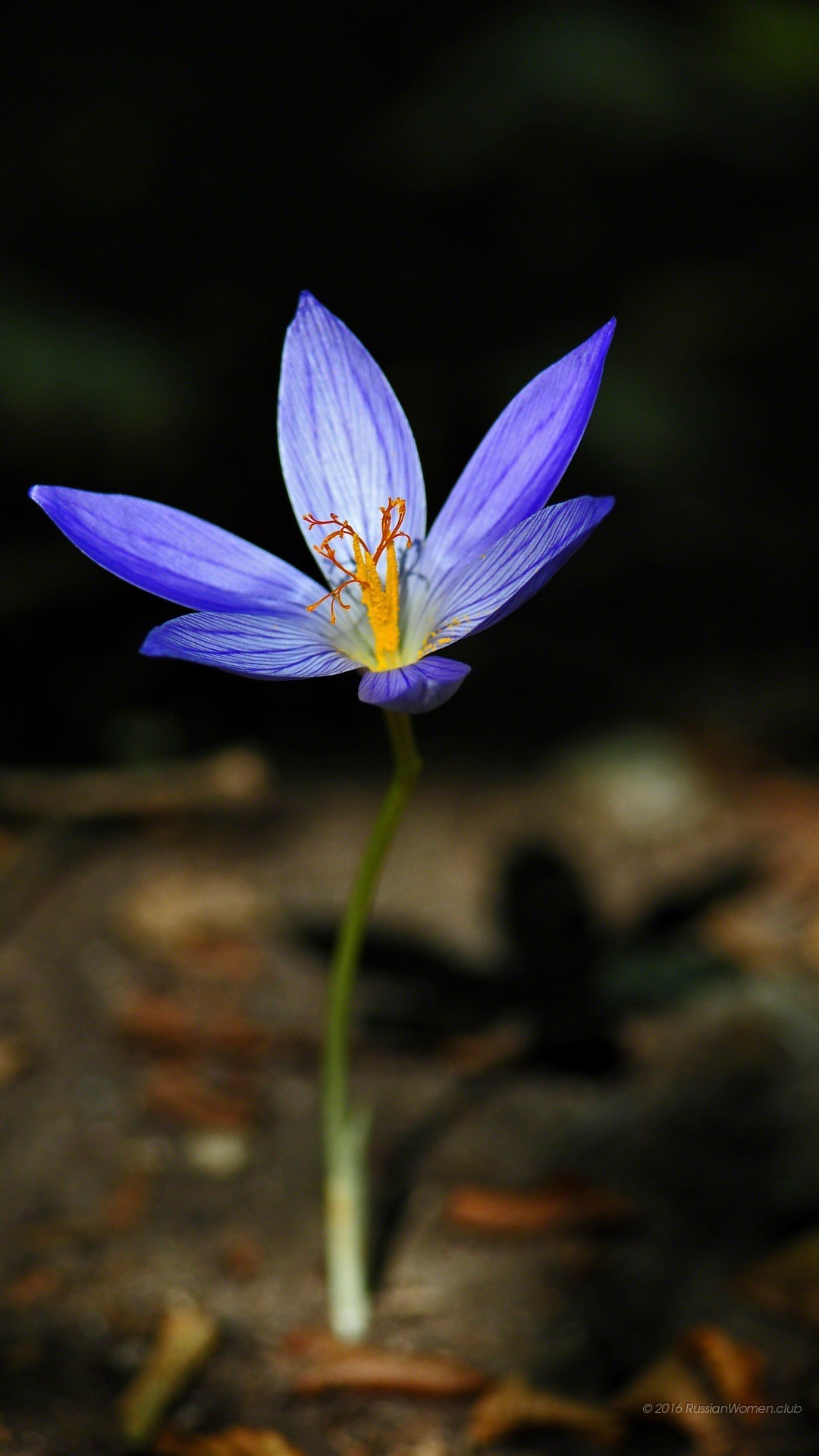 Croco, Fiore viola, Macro, Sfondo scuro, Full HD, schermata di blocco Asus Zenfone