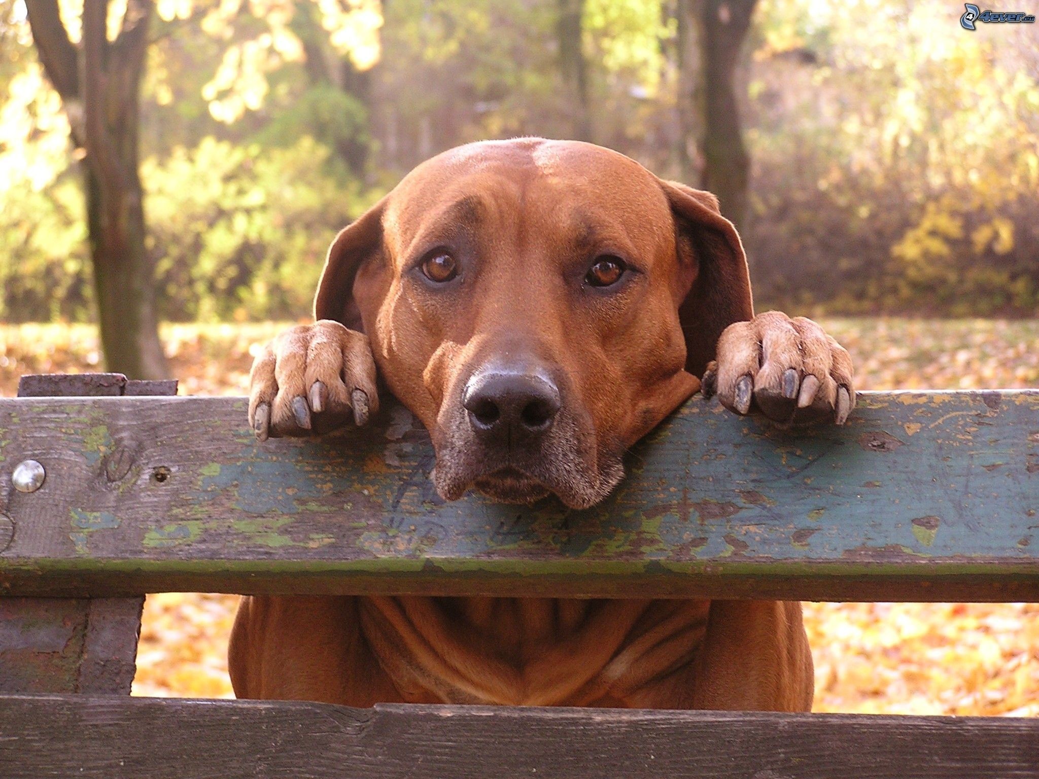 Cane, Recinto, Sguardo triste, sfondo per iPad e tablet