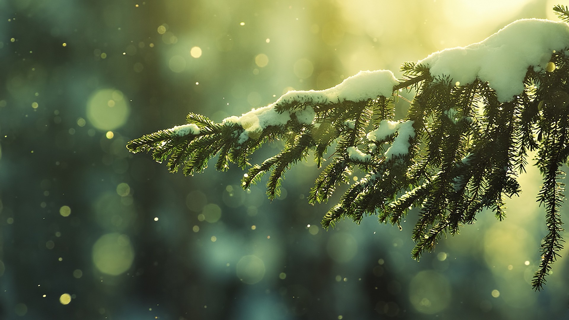 Ramo di abete, Neve, Bokeh, Inverno, sfondo per PC