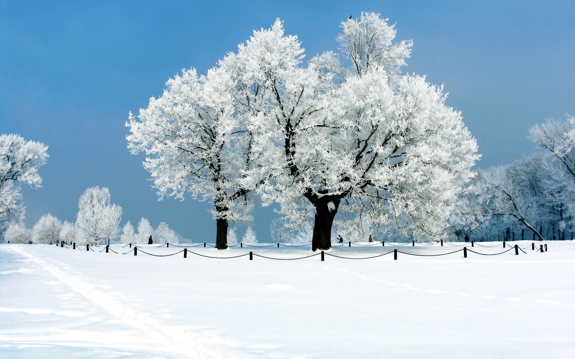 Alberi ghiacciati, Brina, Cielo blu, Campo innevato, Full HD, sfondo desktop