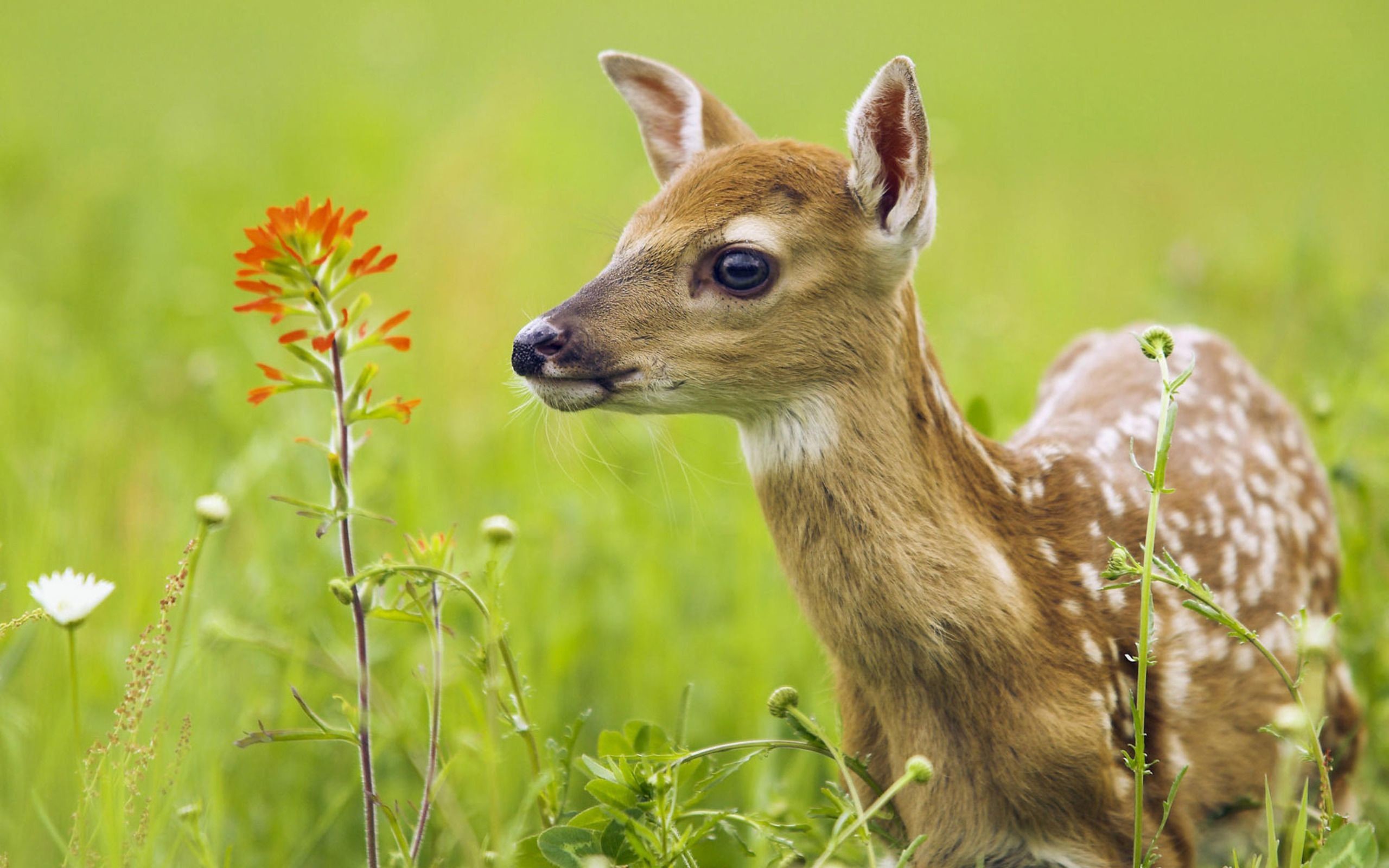Cerbiatto, Prato, Fiori di campo, Fauna selvatica, 2560x1600, sfondo MacBook Pro