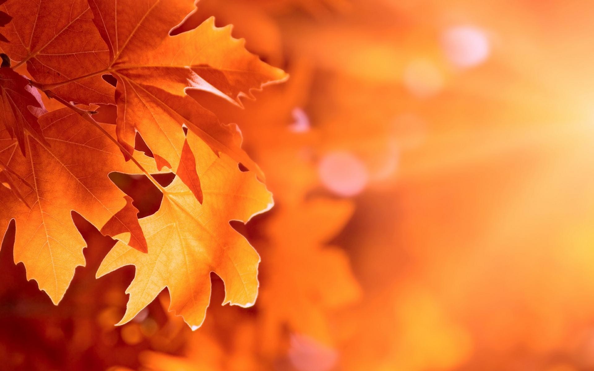 Foglie d'acero, Arancione, Bokeh, 1920x1200, sfondo per PC