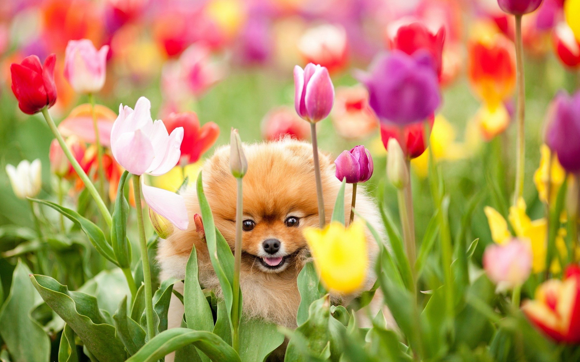 Volpino di Pomerania, Tulipani, Cane, Primavera, Full HD, sfondo per portatile
