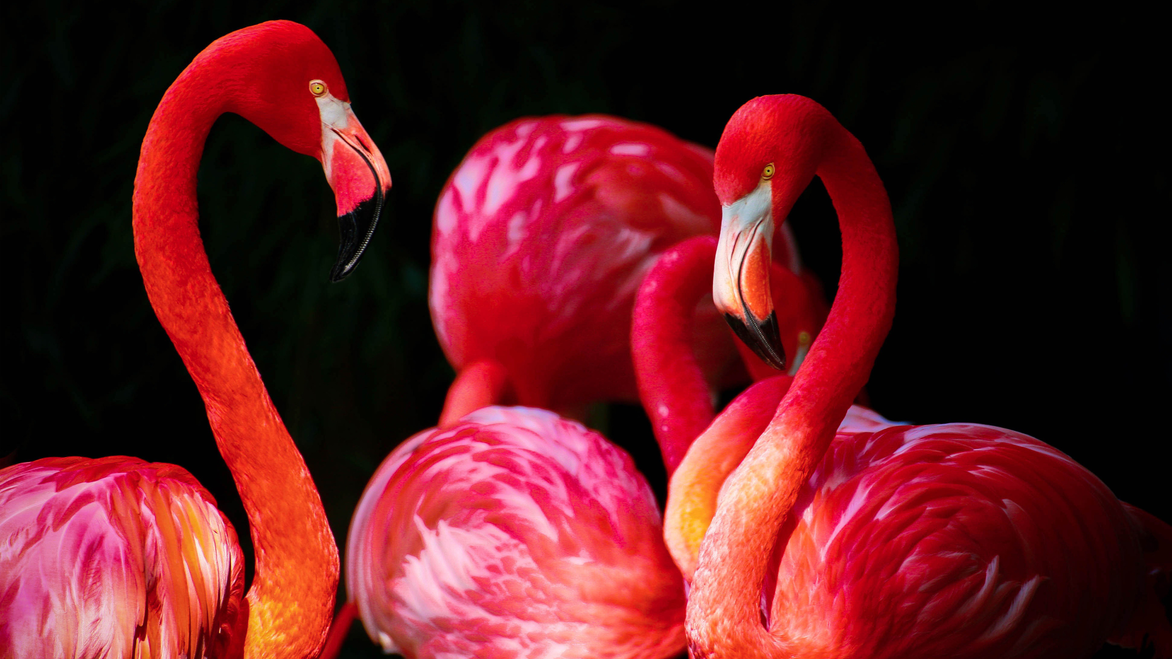 Fenicotteri americani, Sfondo nero, Piume rosse, Primo piano, 4K, wallpaper per portatile