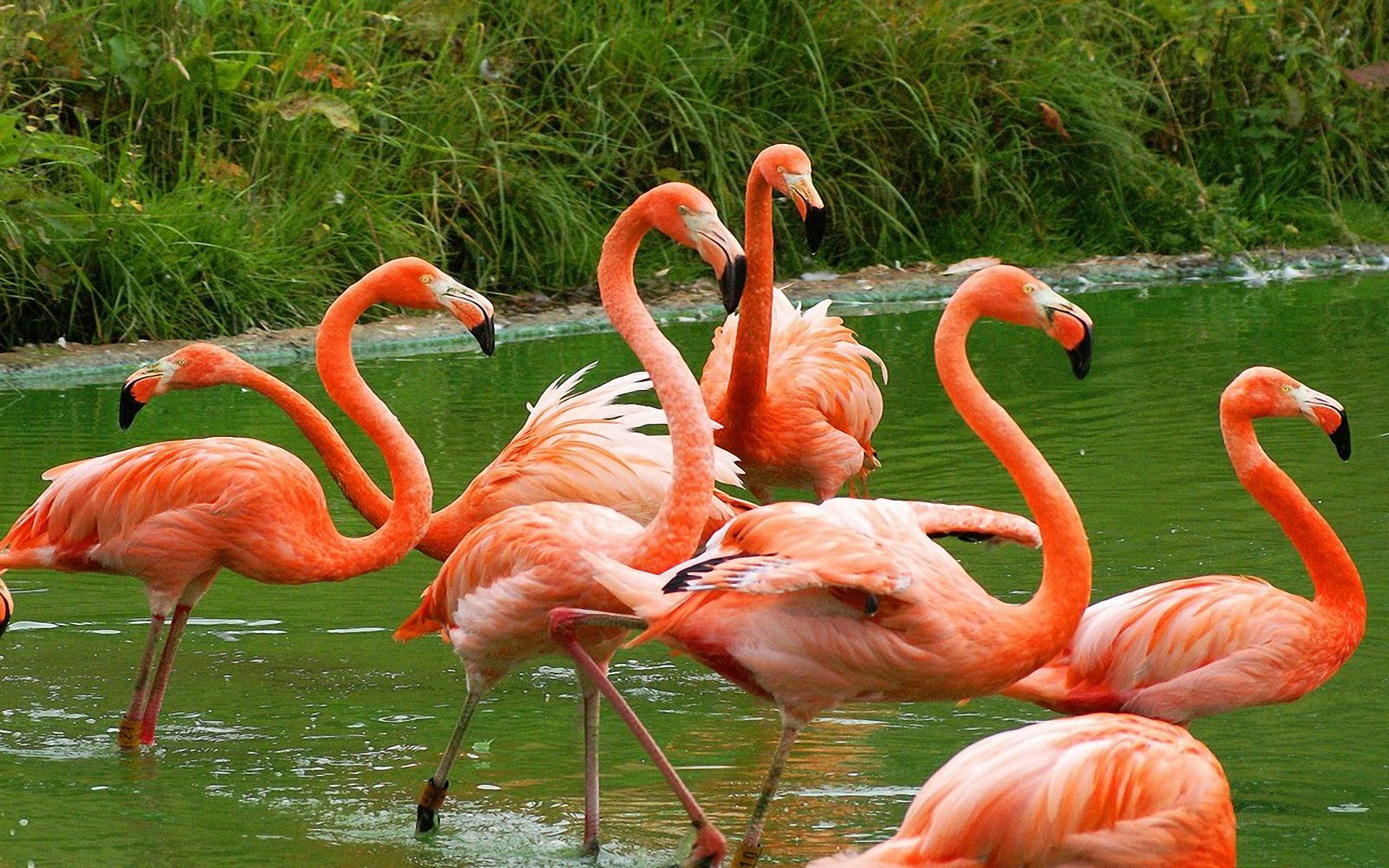 Fenicotteri americani, Stormo, Stagno verde, Full HD, sfondo per portatile