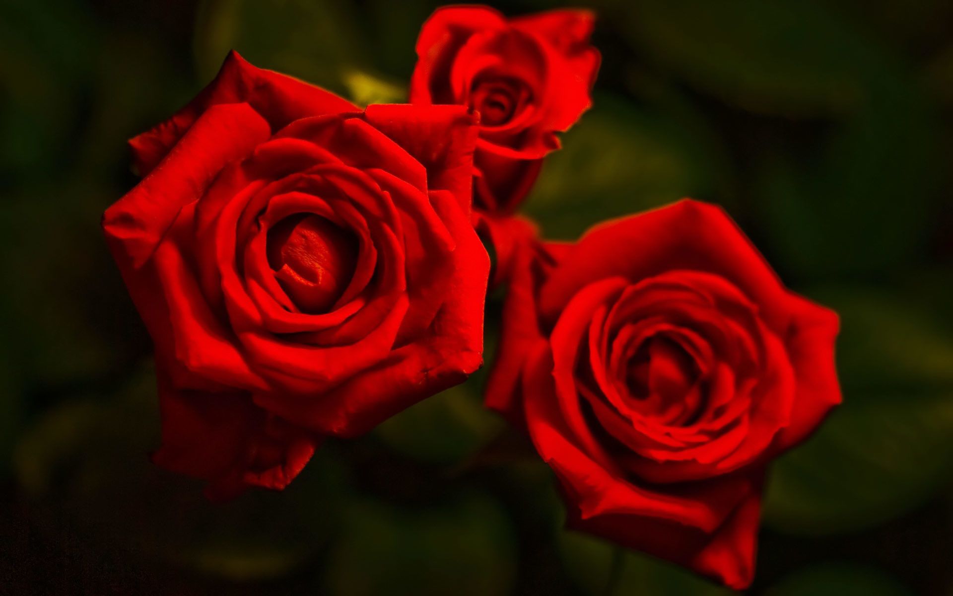Rose rosse, Sfondo scuro, Fiori, 16:10 Full HD, wallpaper widescreen