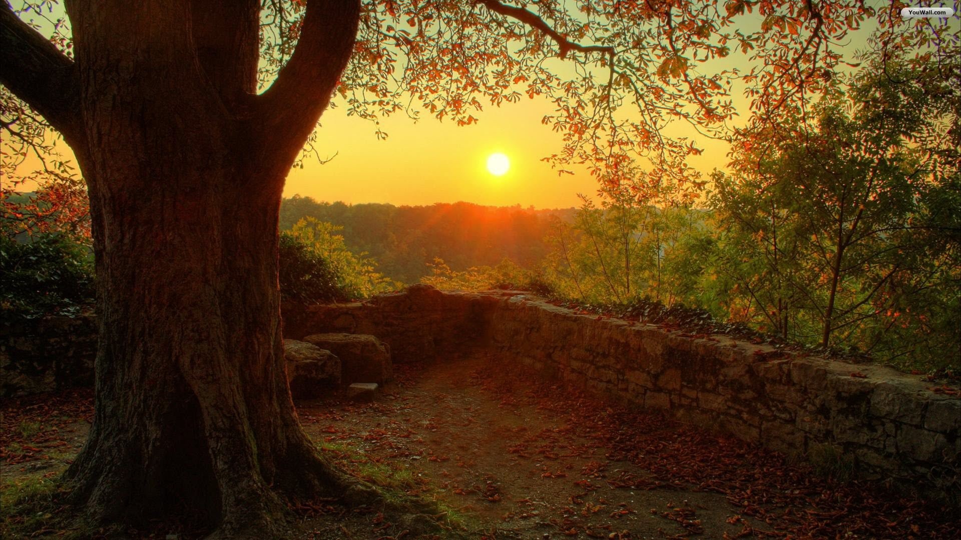 Albero, Tramonto, Muro di pietra, Autunno, Full HD, wallpaper per portatile