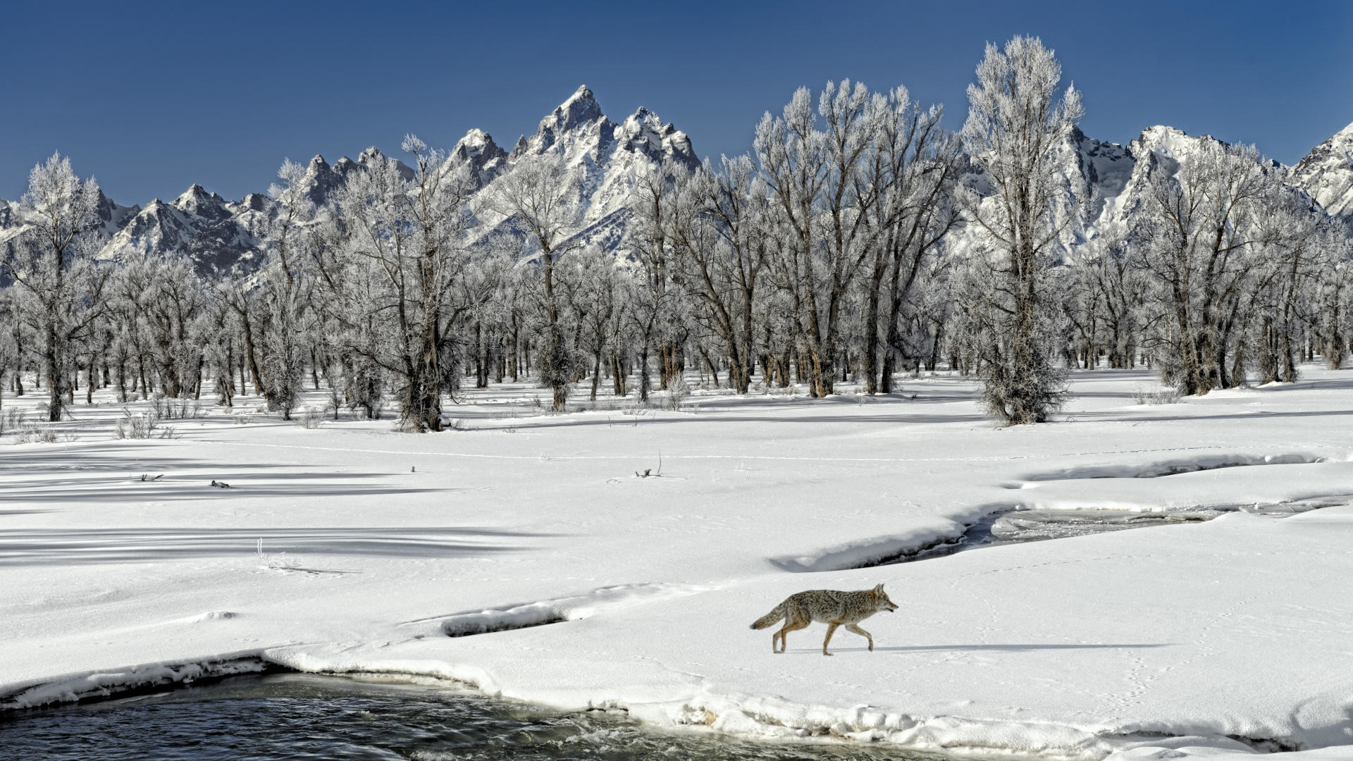 Coyote, Alberi ghiacciati, Neve, Montagne, Full HD, sfondo desktop