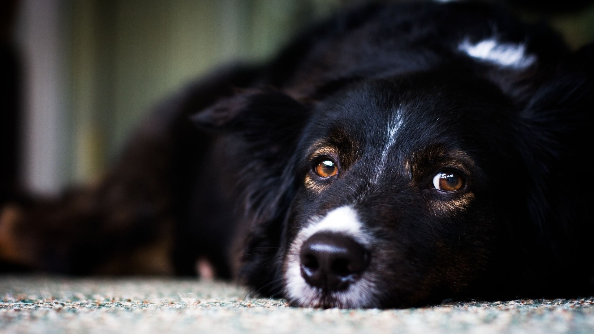 Cane nero, Sguardo triste, Primo piano, 1920x1080, immagine di sfondo