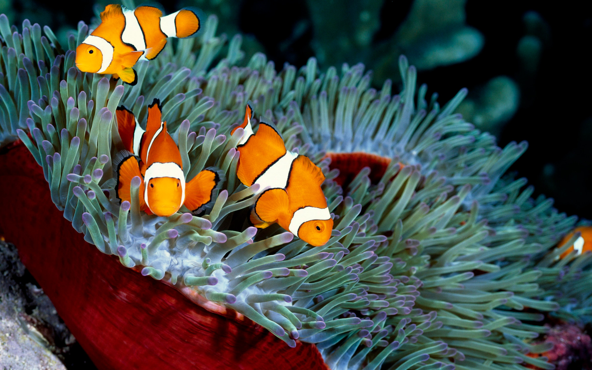 Pesce pagliaccio, Anemone di mare, Acquario marino, 1920x1200, wallpaper desktop
