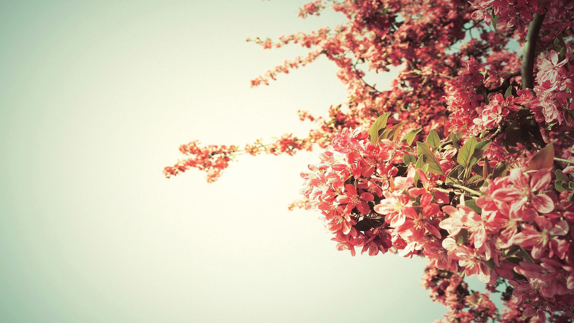 Rami in fiore, Fiori rosa, Cielo chiaro, 1920x1080, sfondo per PC