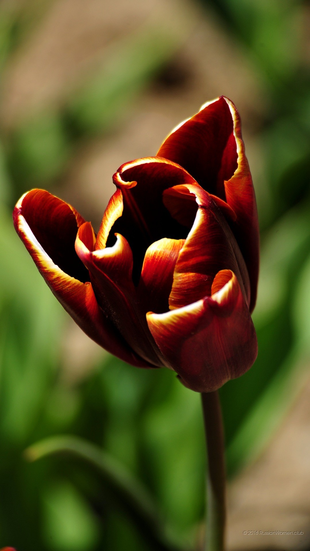 Tulipano, Bordeaux, Fiore, Full HD, sfondo Huawei P9