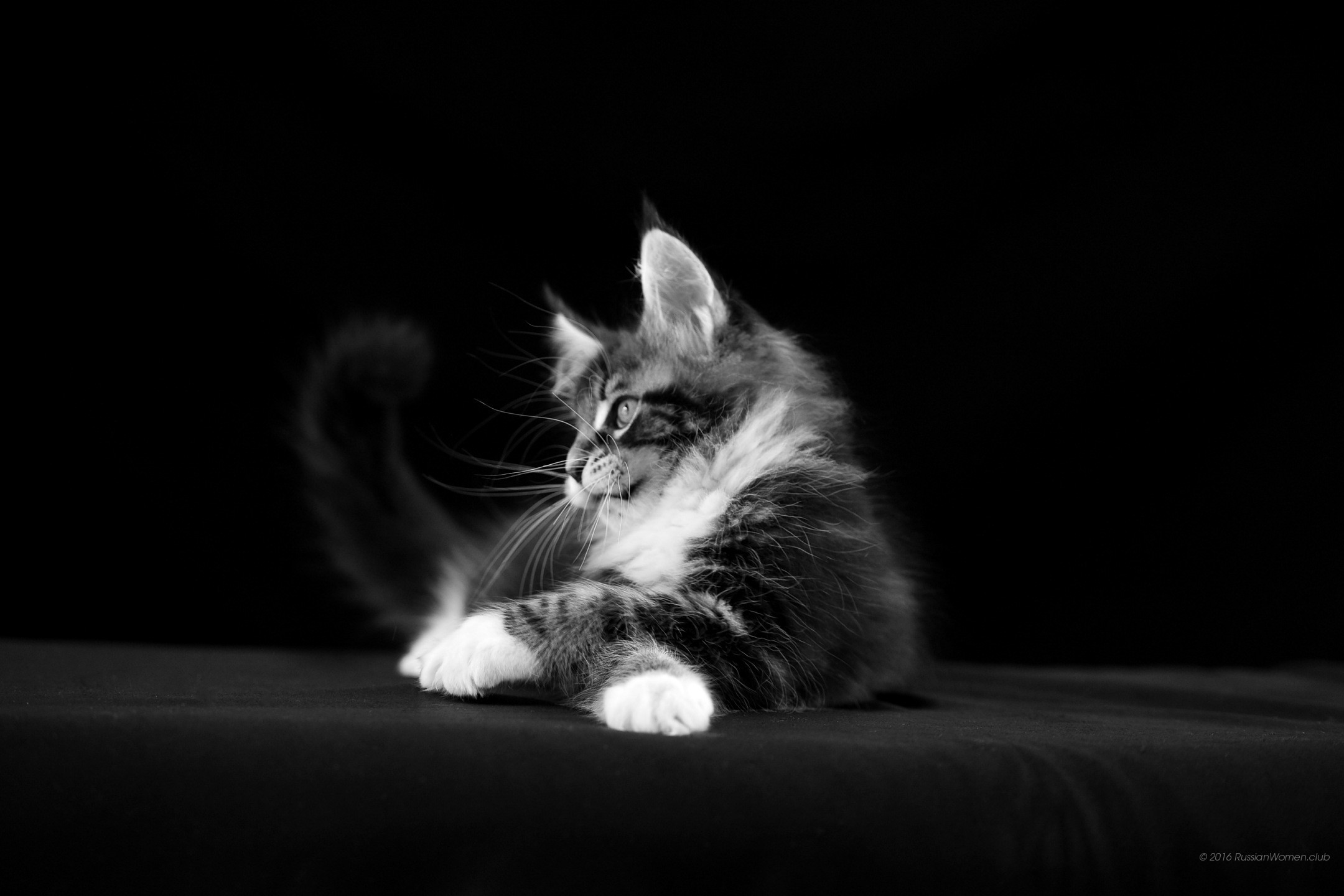 Gattino, Maine Coon, Bianco e nero, Sfondo nero, Full HD, wallpaper per PC