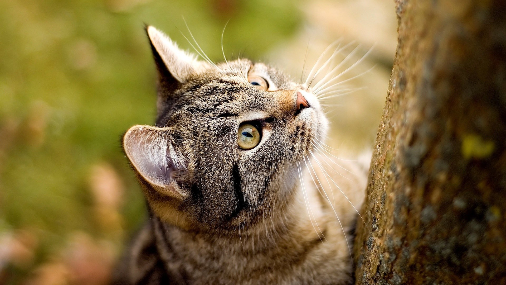 Gatto tigrato, Albero, Sguardo in alto, Autunno, Full HD 1080p, sfondo desktop