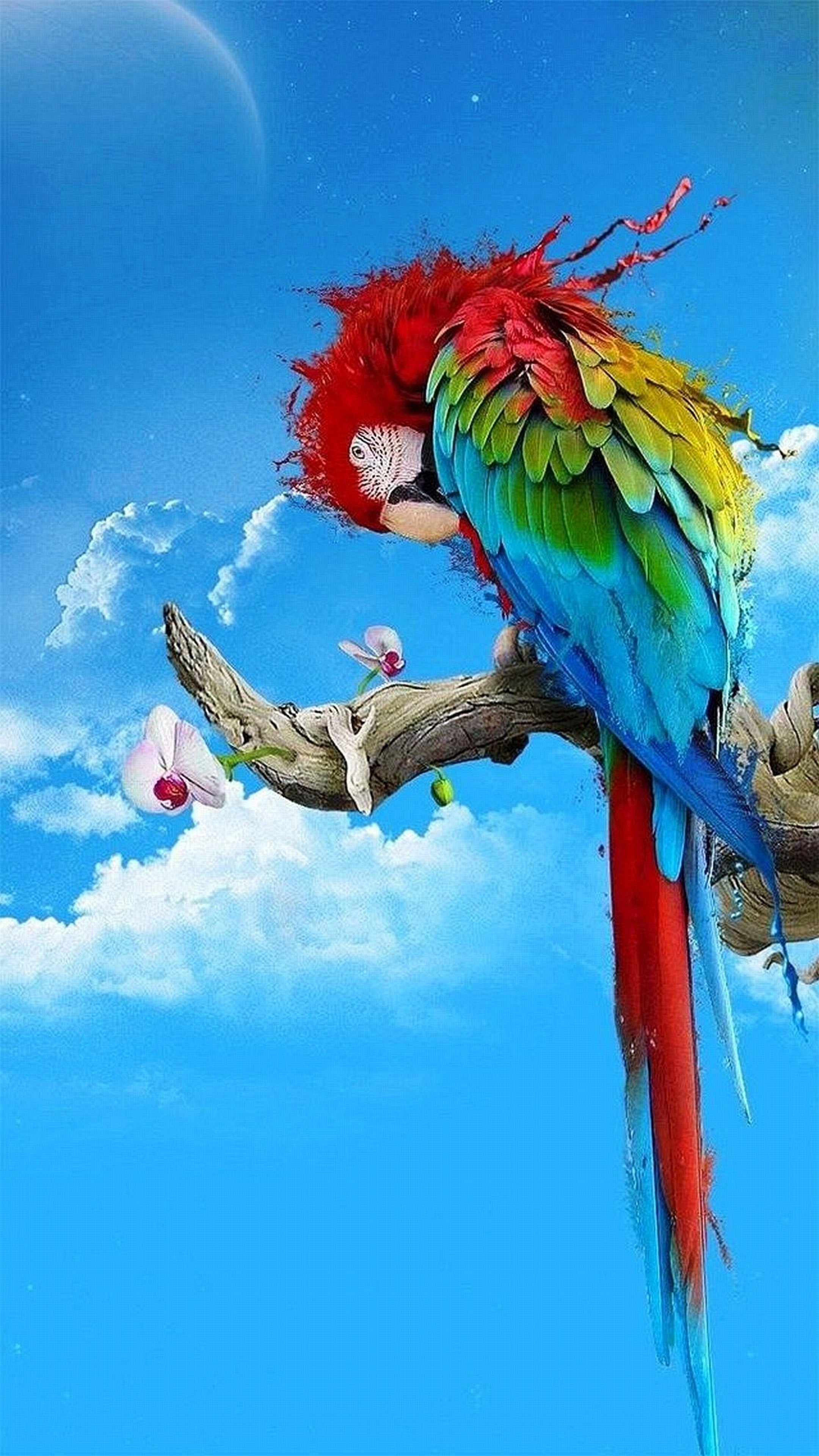 Ara, Pappagallo, Cielo azzurro, Uccello, sfondo Samsung QHD+
