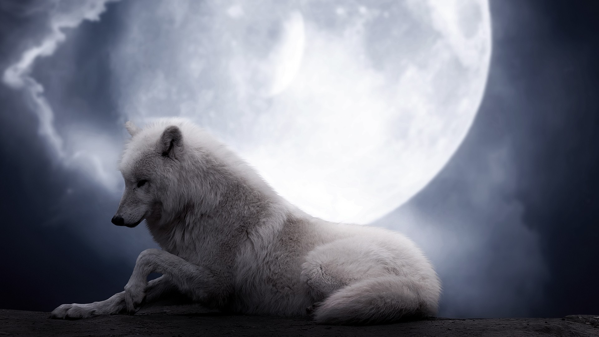 Lupo bianco, Luna piena, Notte, 16:9 Full HD, wallpaper widescreen