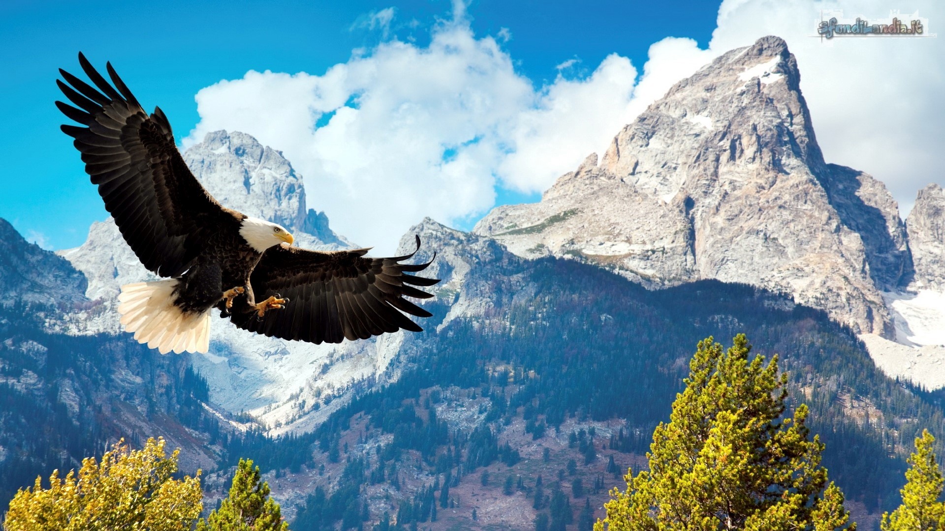 Aquila calva, Montagne, Grand Teton, Volo, sfondo Full HD per desktop