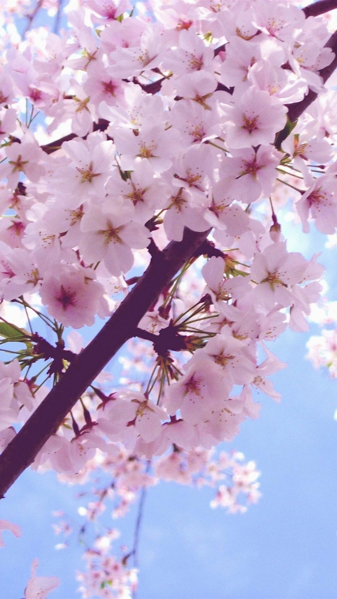 Fiori di ciliegio, Sakura, Cielo azzurro, Rosa, 1080x1920, schermata di blocco iPhone