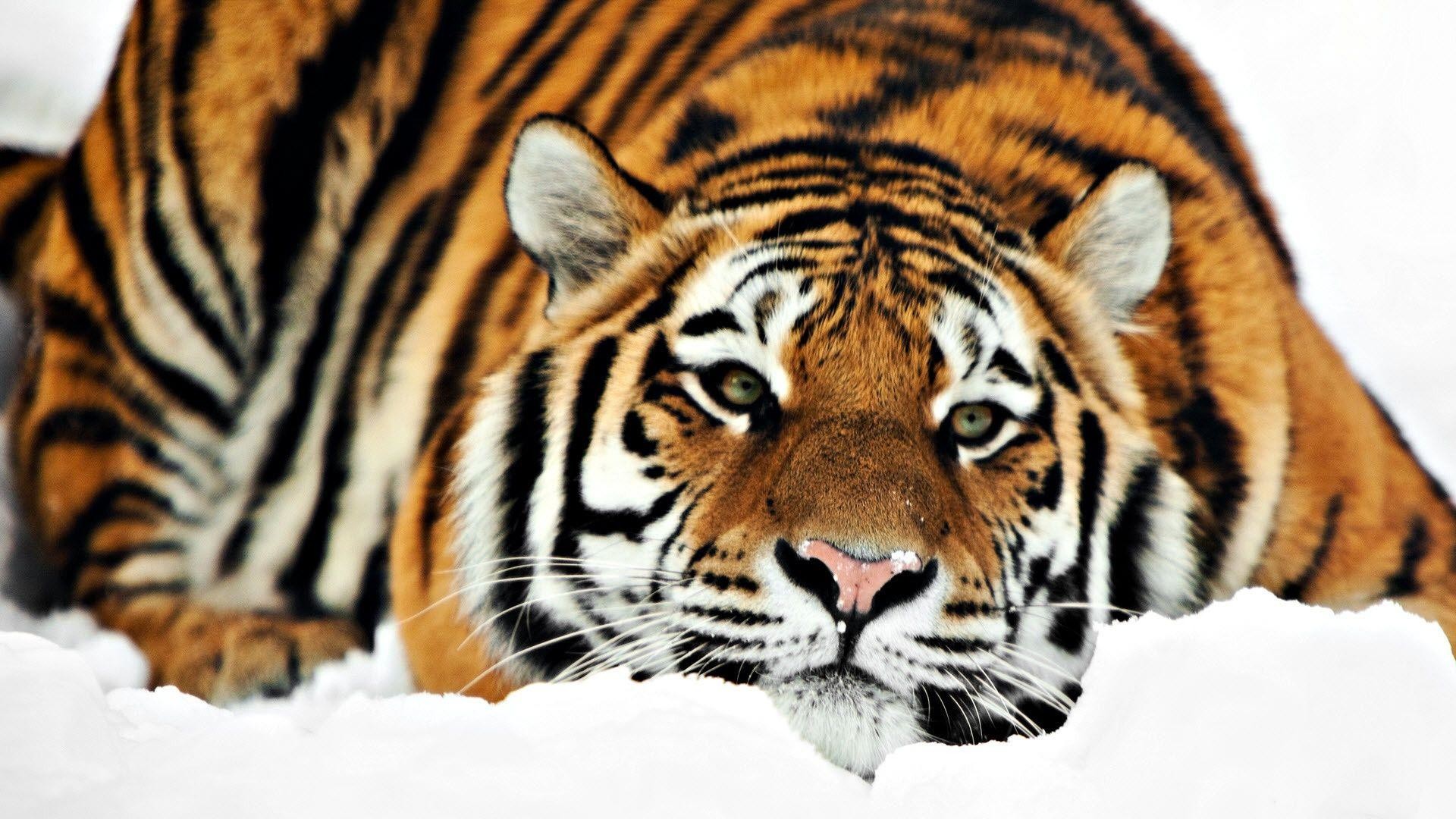 Tigre siberiana, Neve, Sguardo, Primo piano, 1920x1080, sfondo per PC