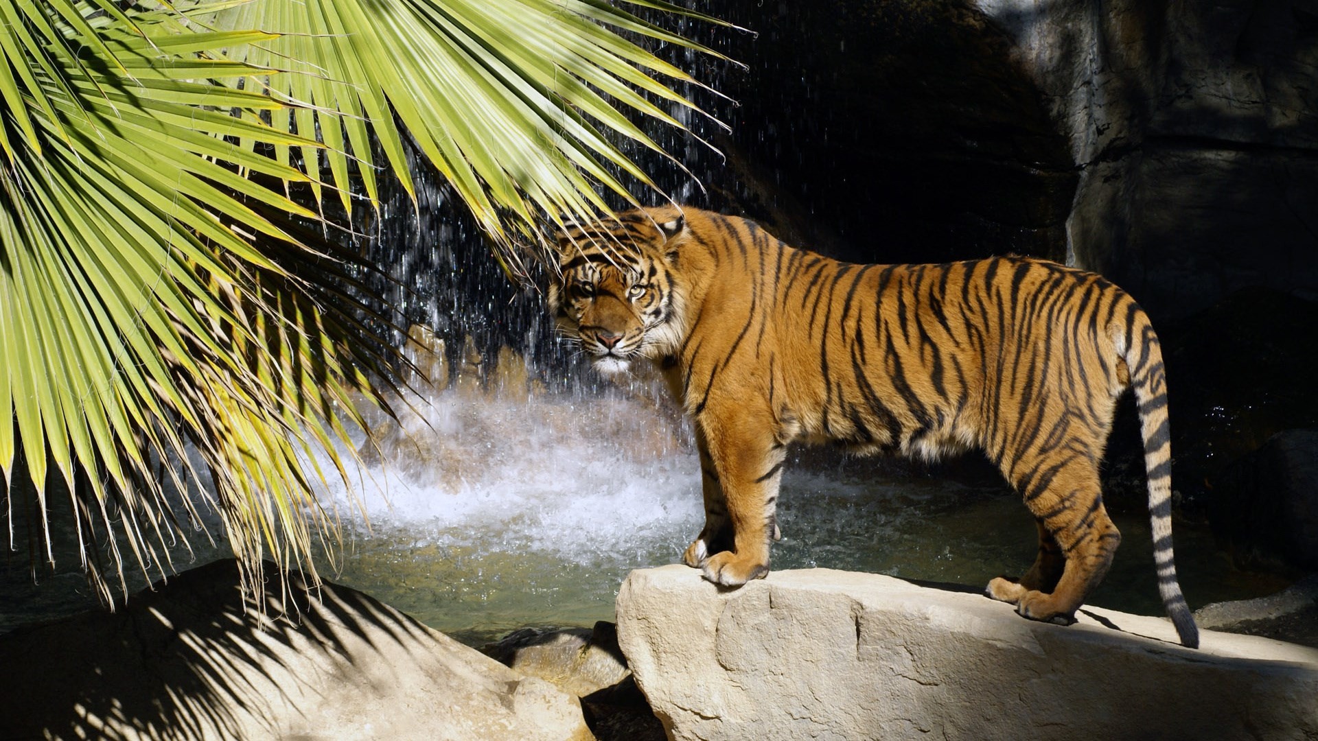 Tigre, Cascata, Rocce, Palme, 1920x1080, immagine di sfondo