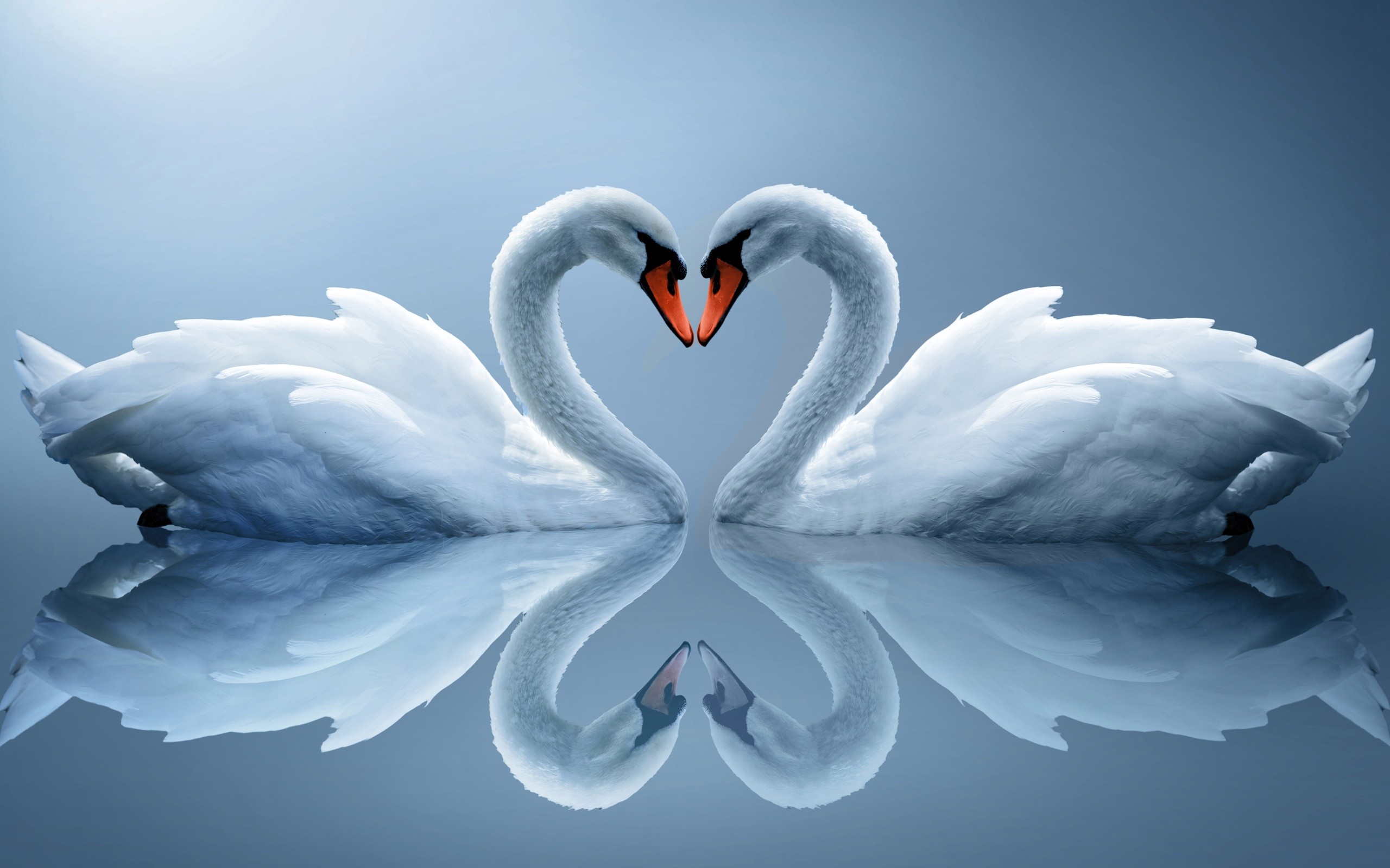 Cigni, Cuore, Riflesso nell'acqua, Romantico, 2K, sfondo Windows 11