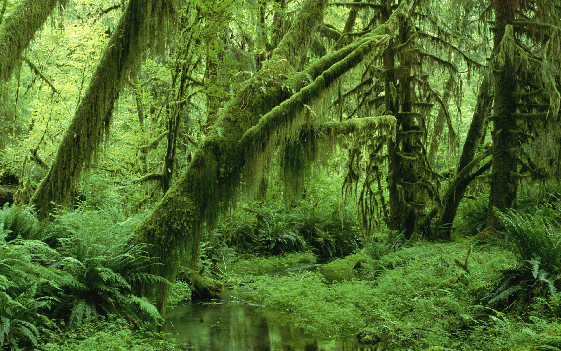 Foresta pluviale, Muschio, Felci, Verde, Full HD, sfondo per PC
