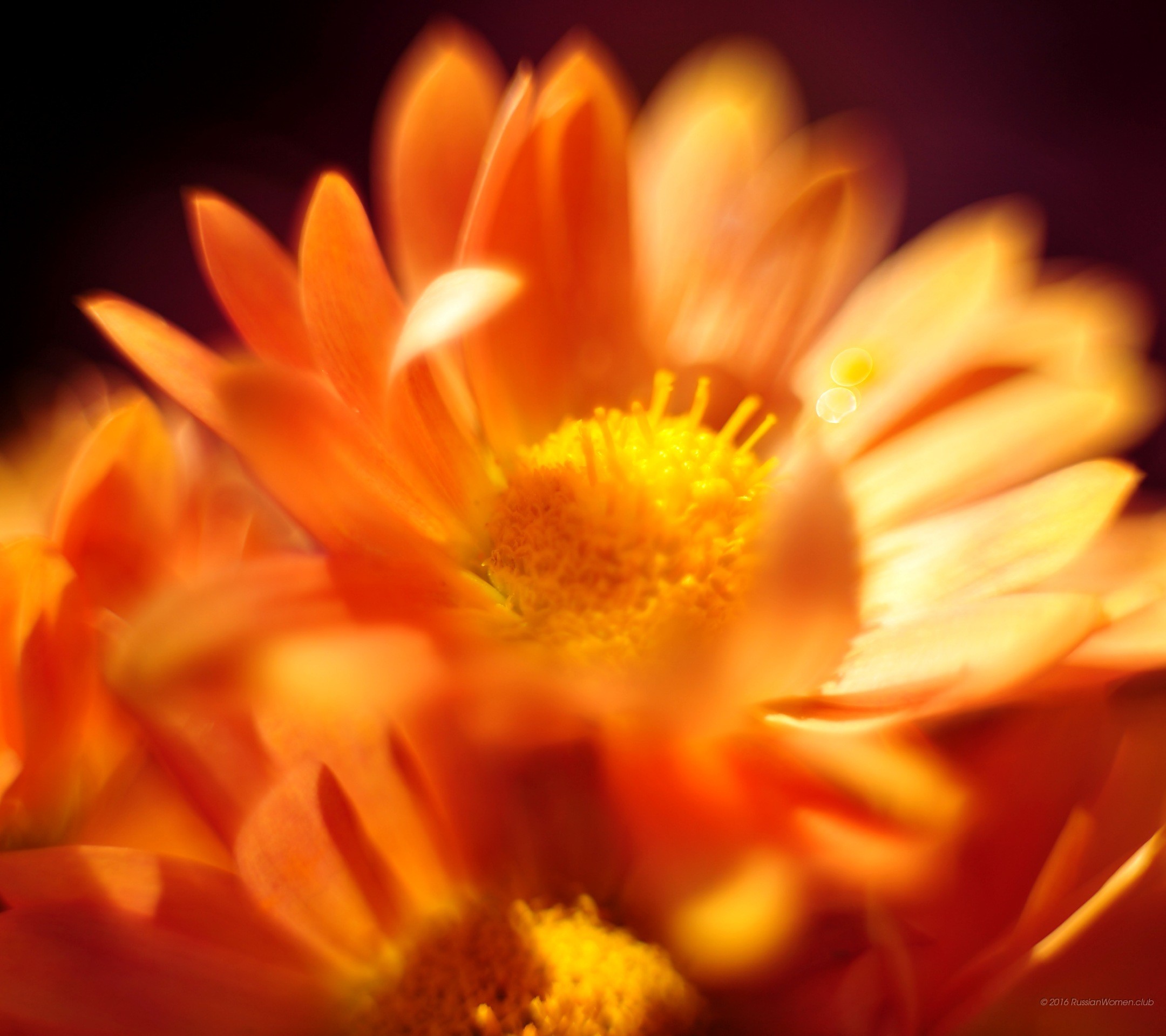 Fiore arancione, Macro, Petali, Full HD, sfondo Huawei P9