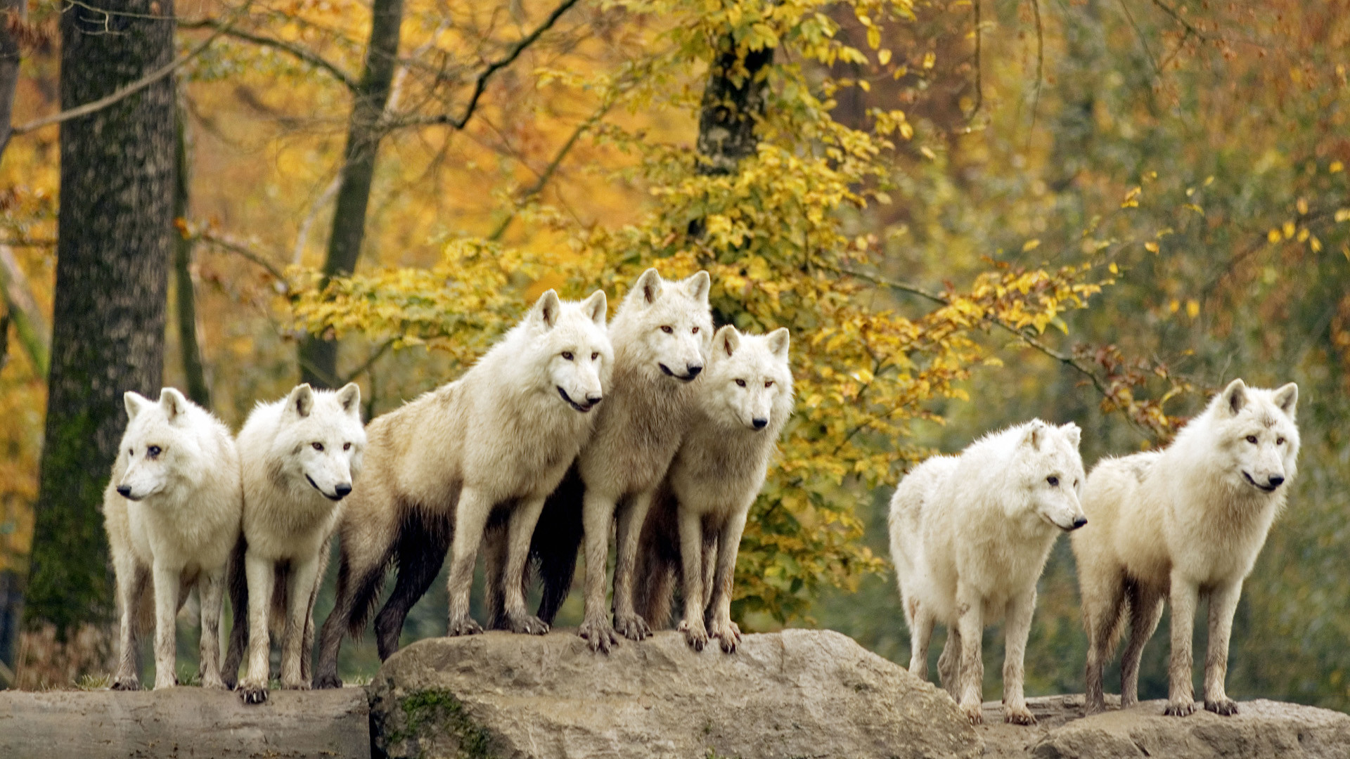 Lupi artici, Lupi bianchi, Branco, Autunno, Bosco, Full HD, sfondo per PC