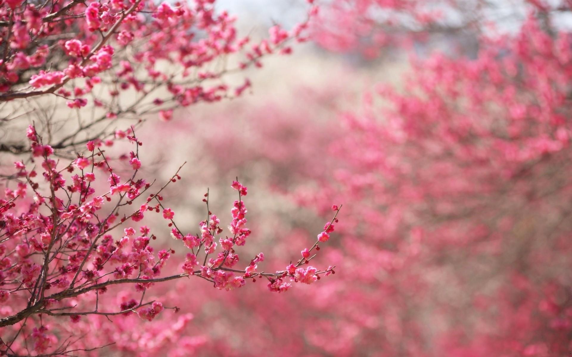 Fiori di pruno, Rami, Primavera, Rosa, 16:10 Full HD, sfondo widescreen