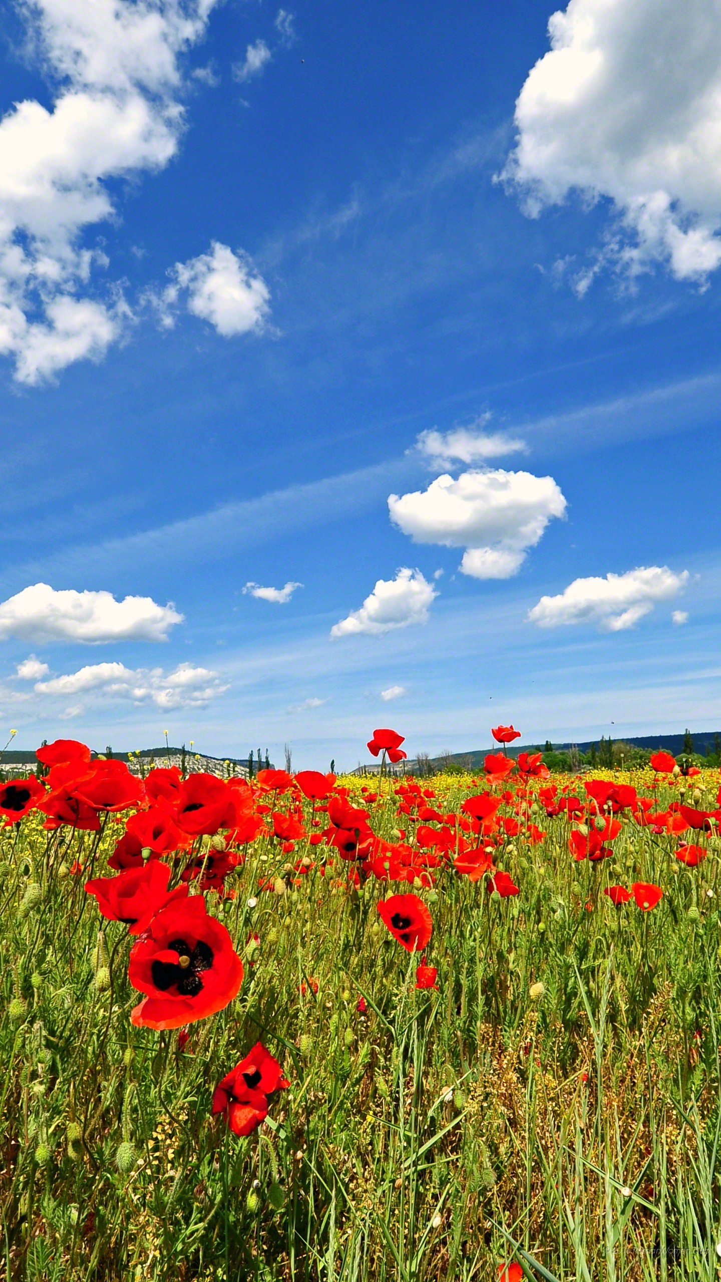 Papaveri, Campo, Cielo azzurro, Nuvole, wallpaper Samsung