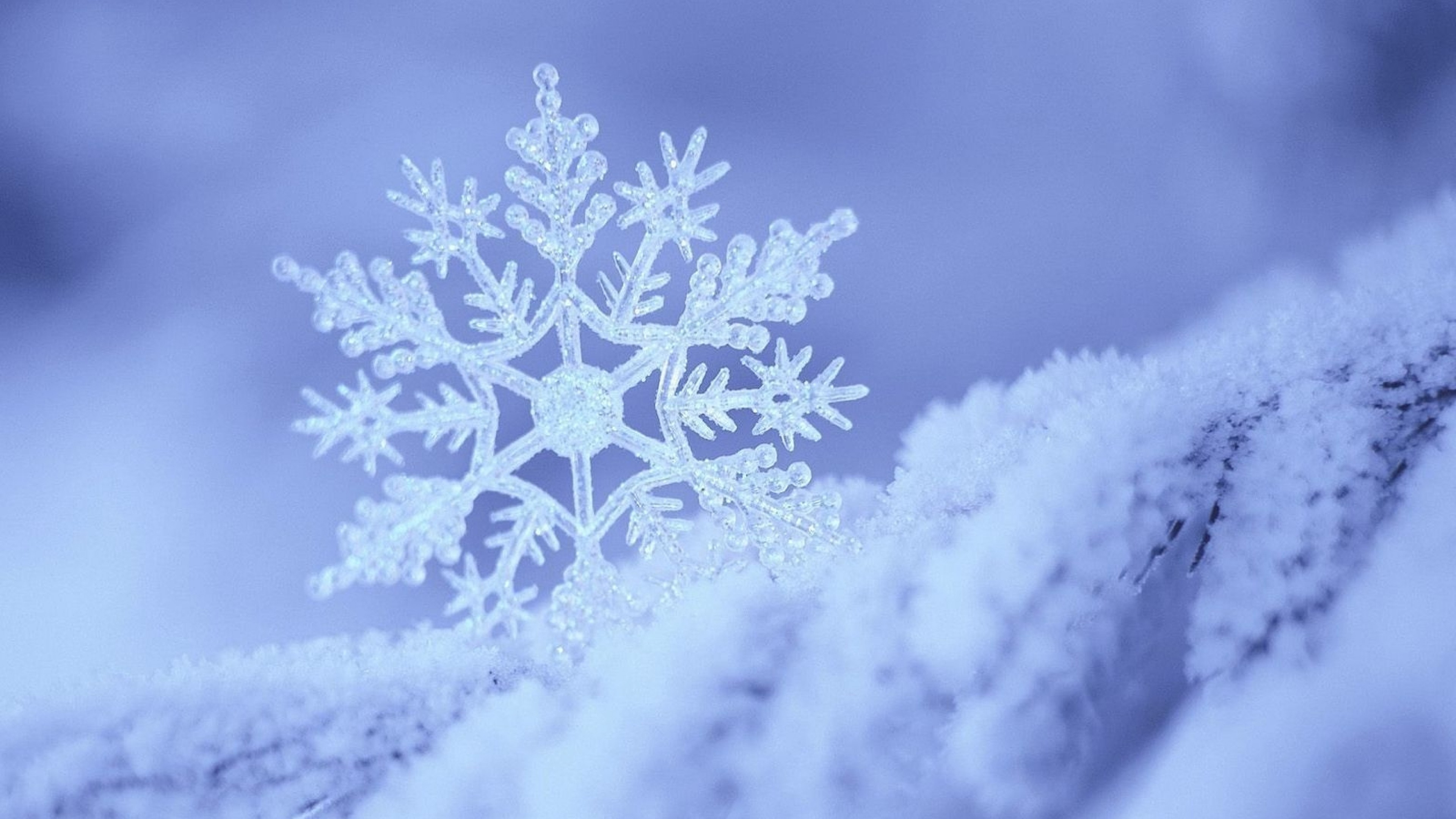 Fiocco di neve, Macro, Lilla, 4K, sfondo per PC e portatile