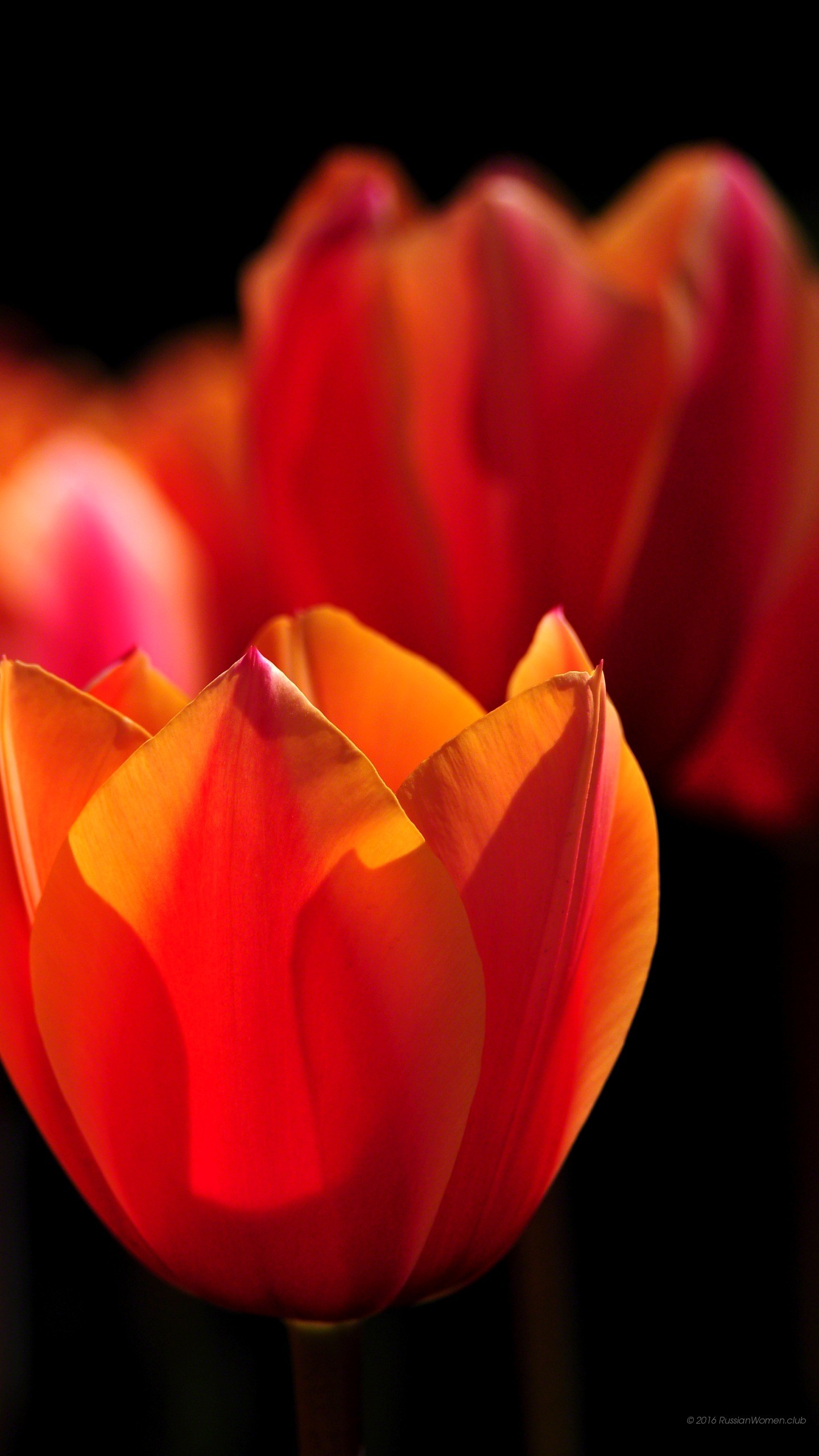 Tulipani rossi, Fiori, Sfondo nero, schermata Home Samsung S25