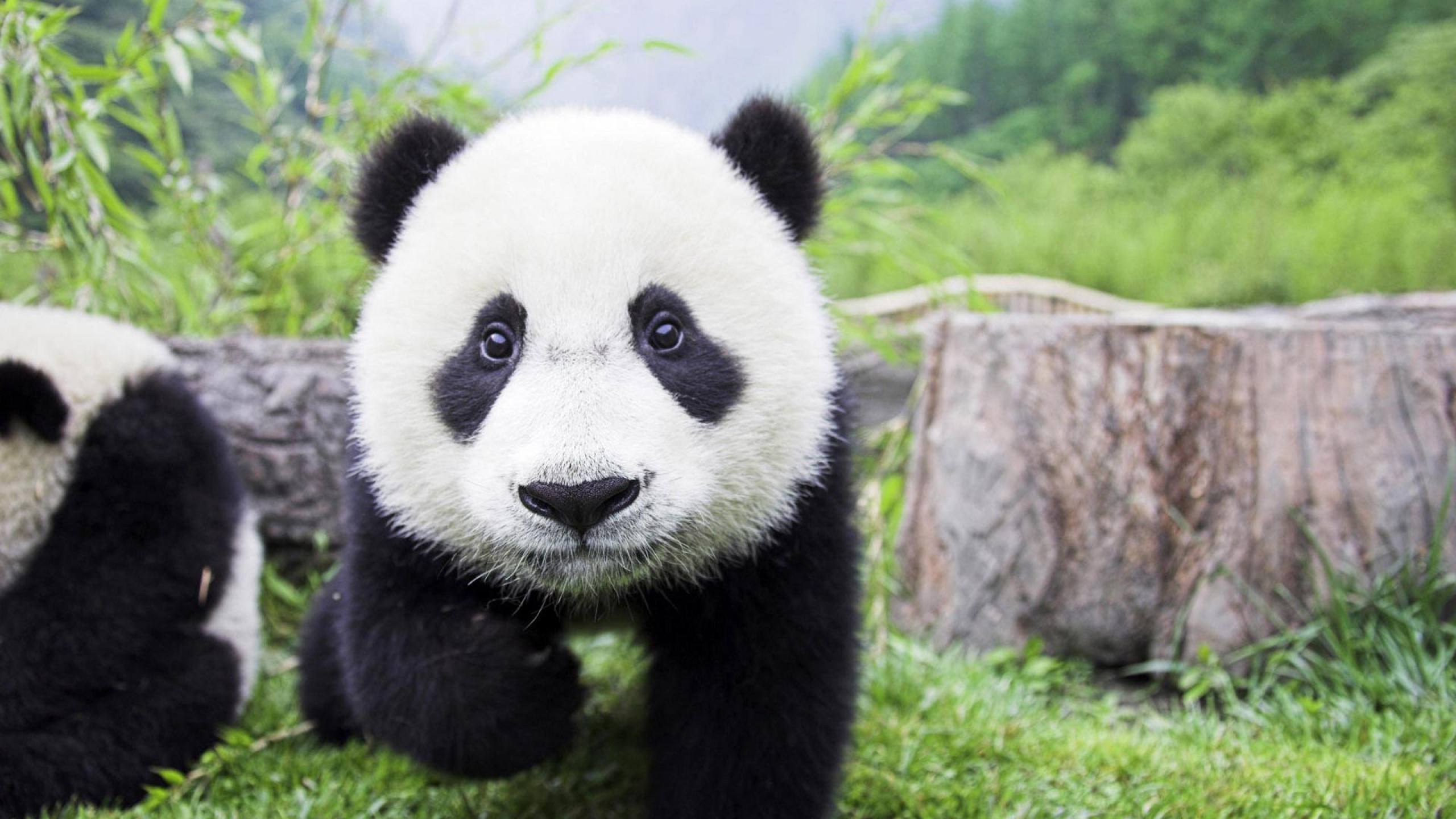 Cucciolo di panda, Prato, Primo piano, 2560x1440, sfondo per PC