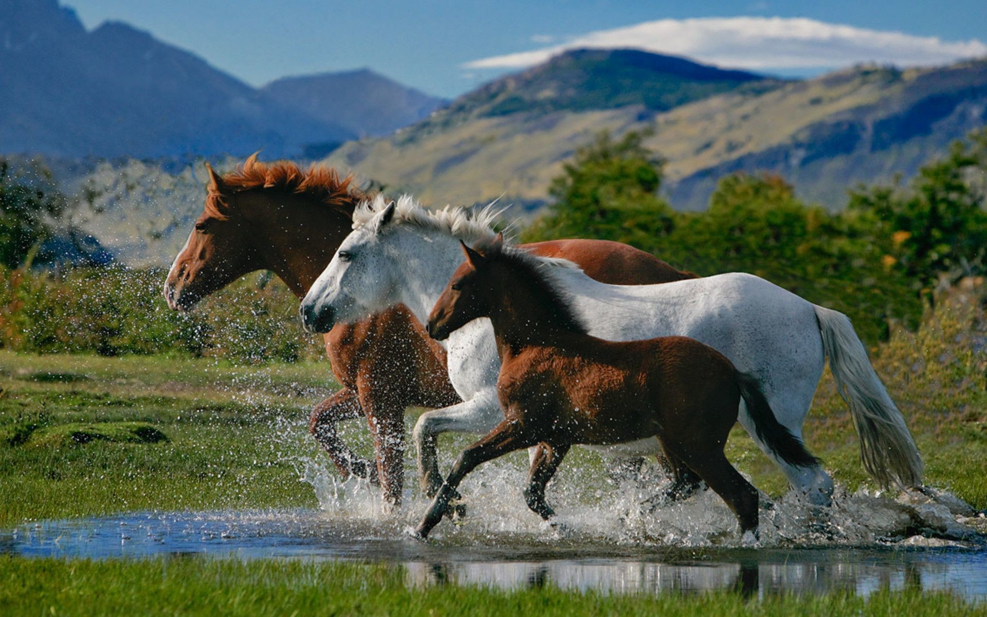 Branco di cavalli, Fiume, Montagne, Spruzzi, Full HD, wallpaper per PC
