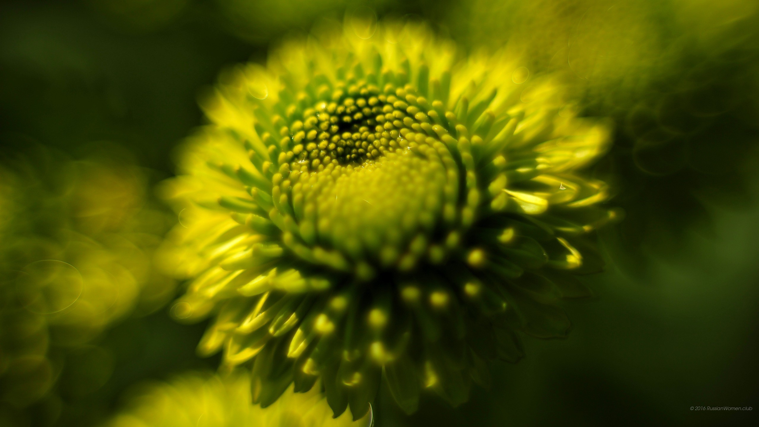 Fiore giallo, Macro, Bokeh, 2560x1440, immagine di sfondo