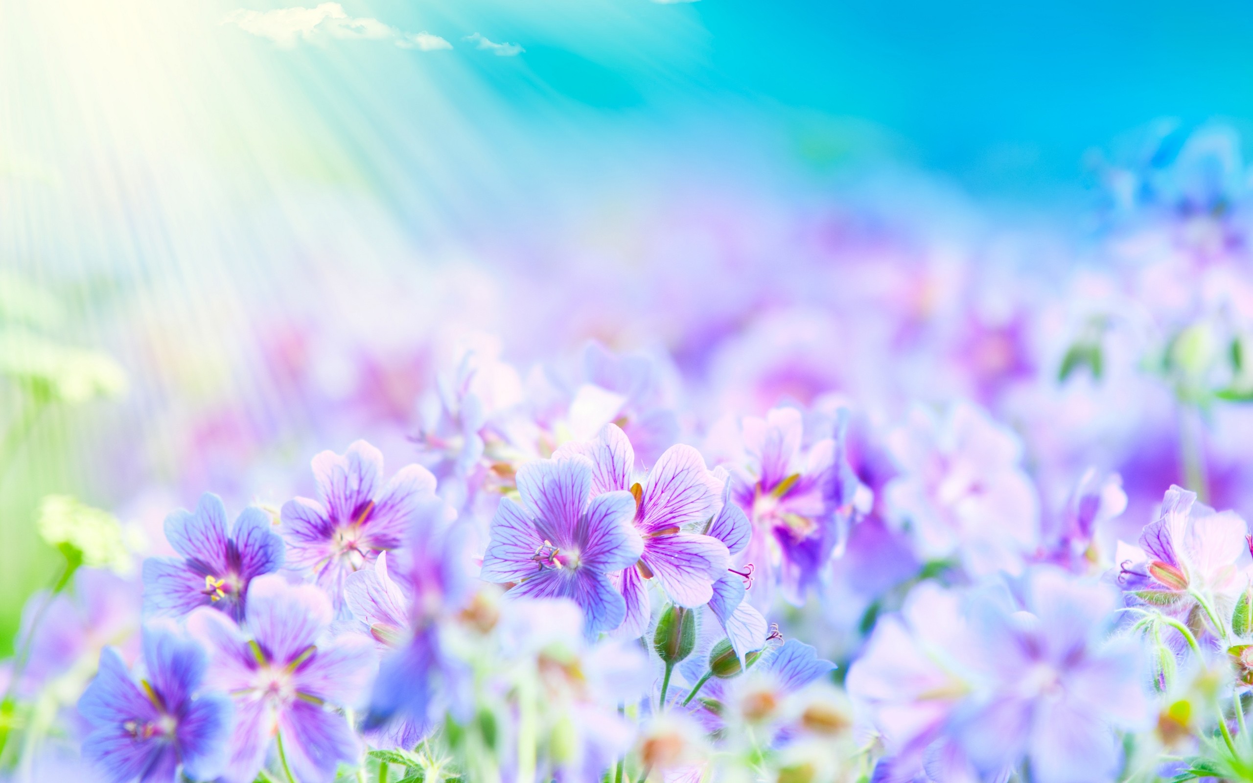 Gerani, Fiori lilla, Raggi di luce, 2K, sfondo Windows 11
