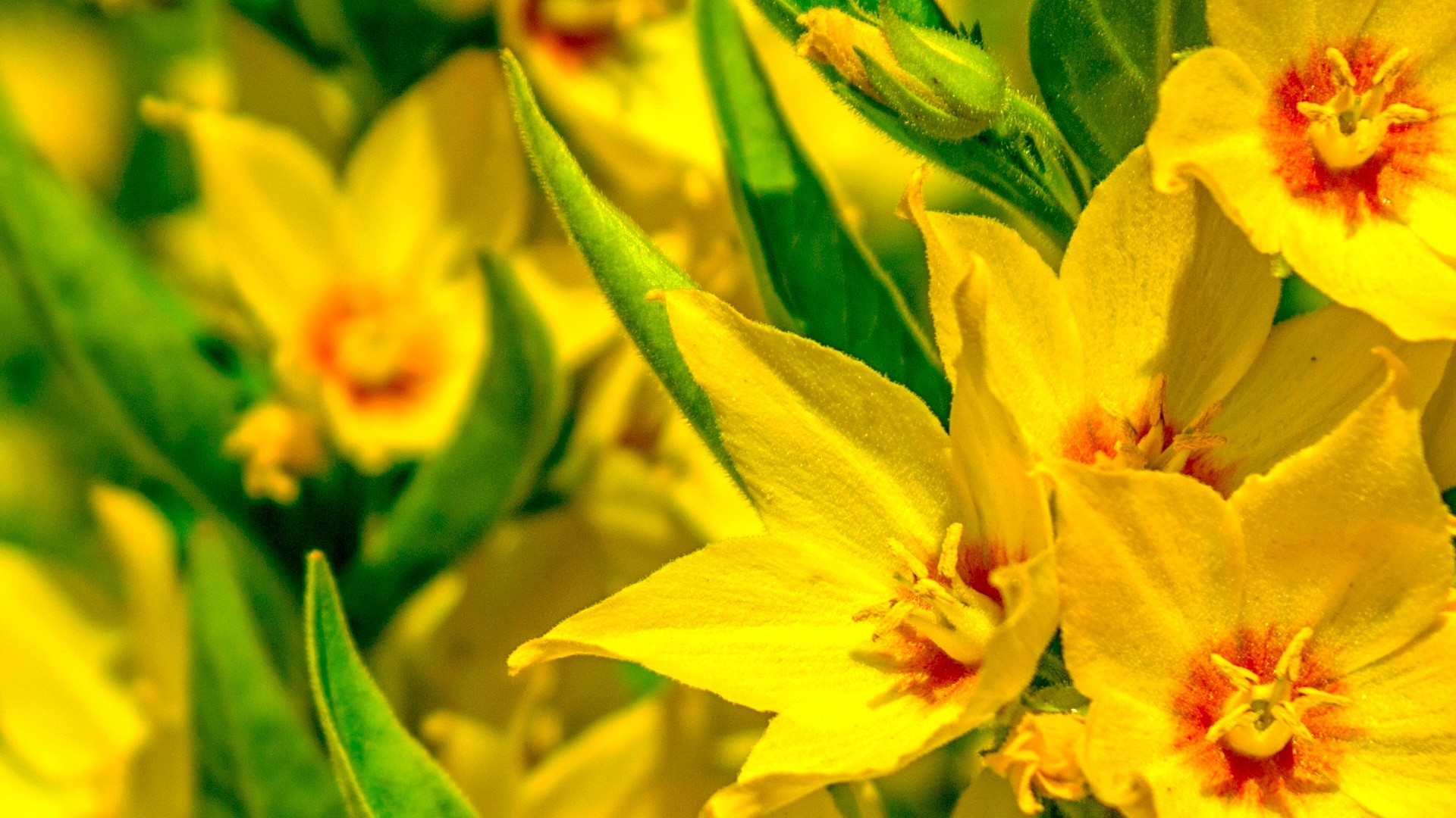 Fiori gialli, Primo piano, Verde, 1920x1080, wallpaper desktop