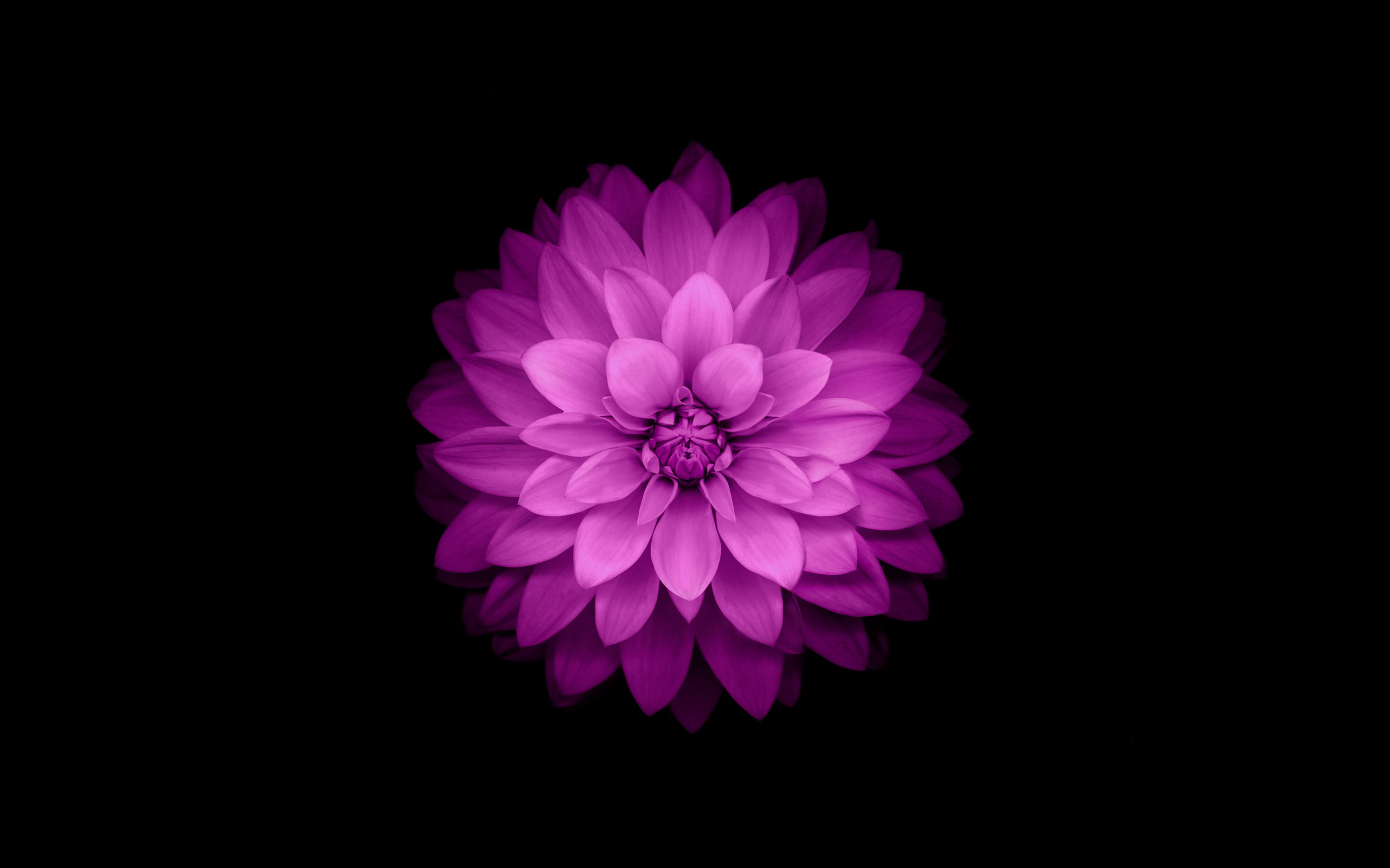 Fiore viola, Sfondo iOS 8, Sfondo nero, wallpaper iPhone