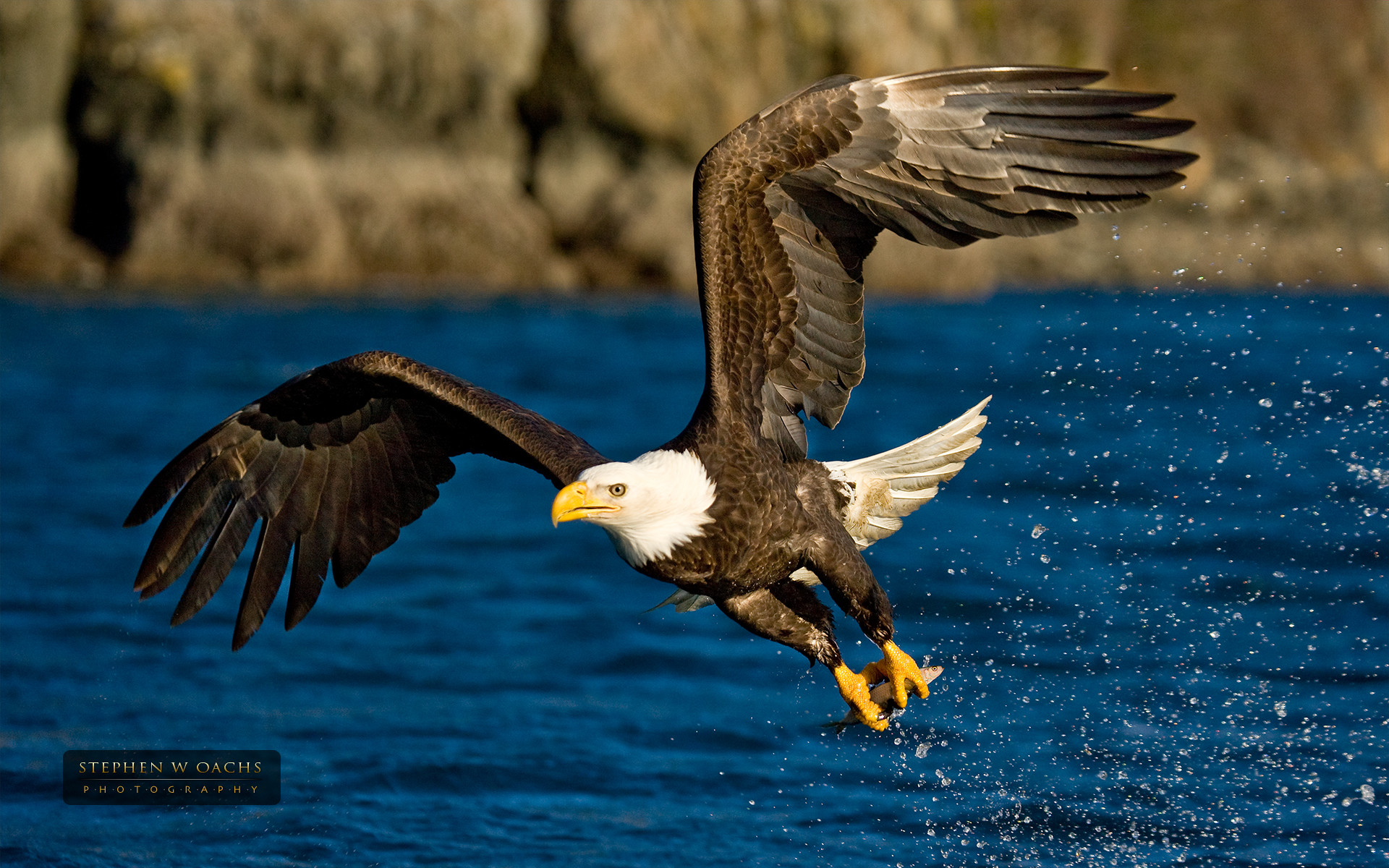 Aquila calva, Caccia, Acqua blu, Full HD, sfondo Windows 11