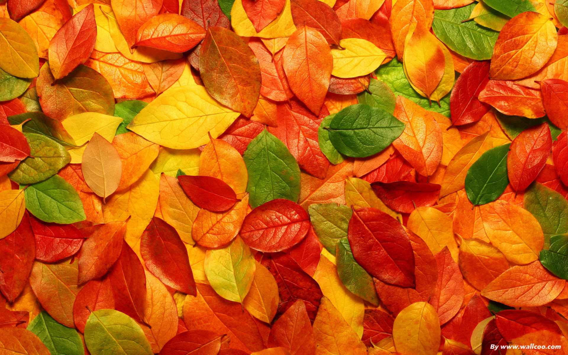 Foglie colorate, Texture, Autunno, Full HD, wallpaper desktop